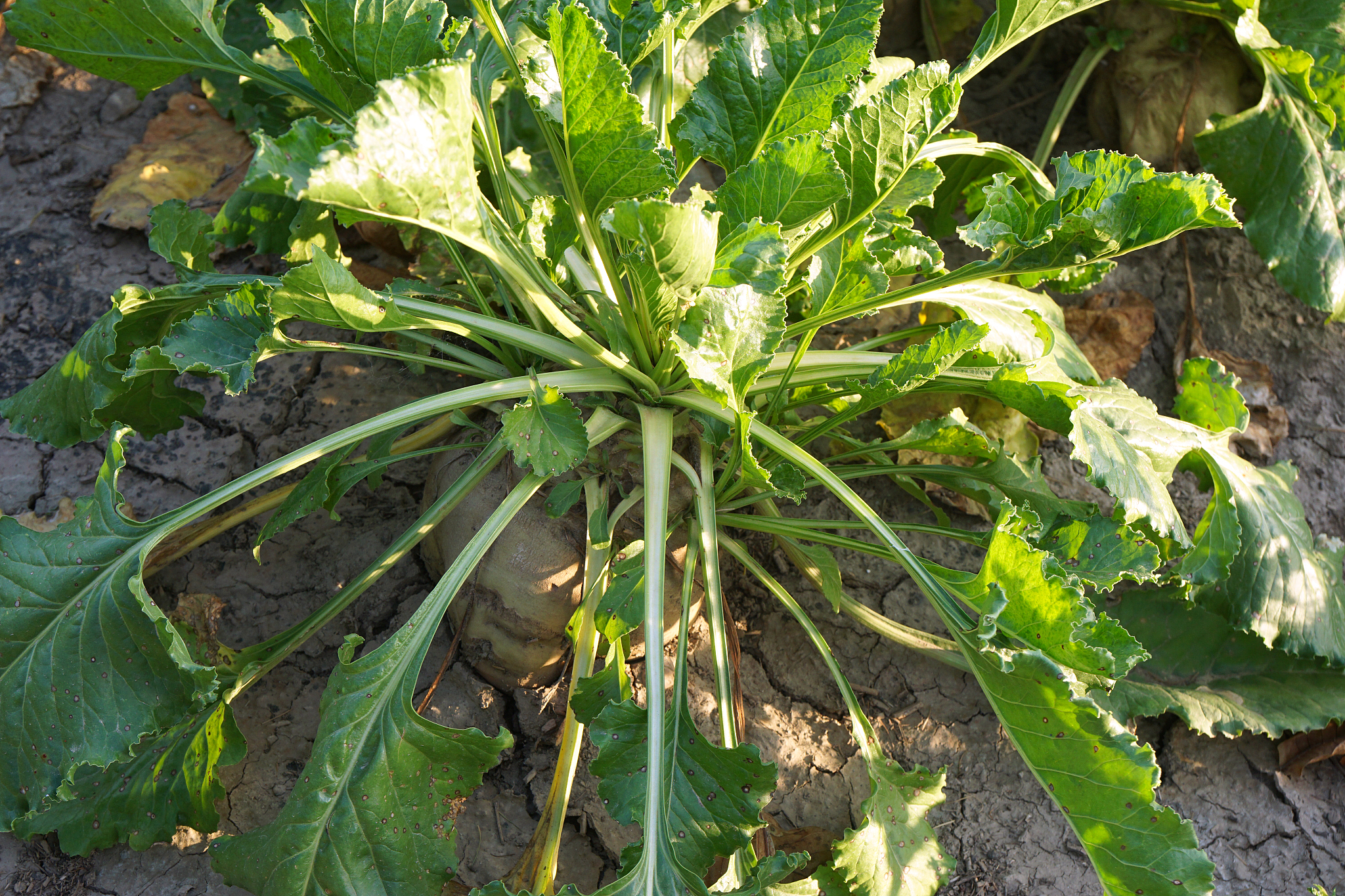 sugar beet on a field