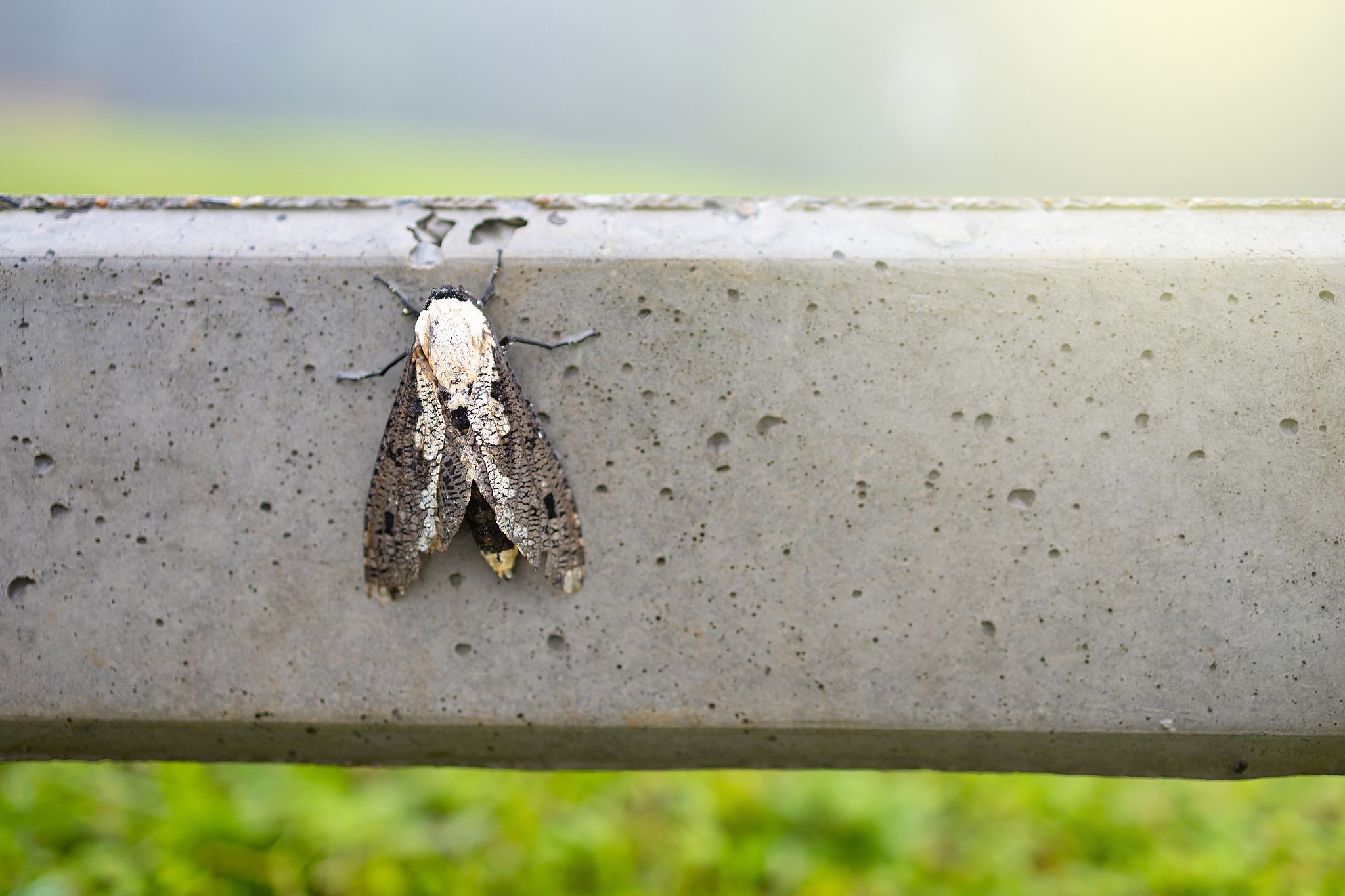 the moth perched on a mortar fence on green background.