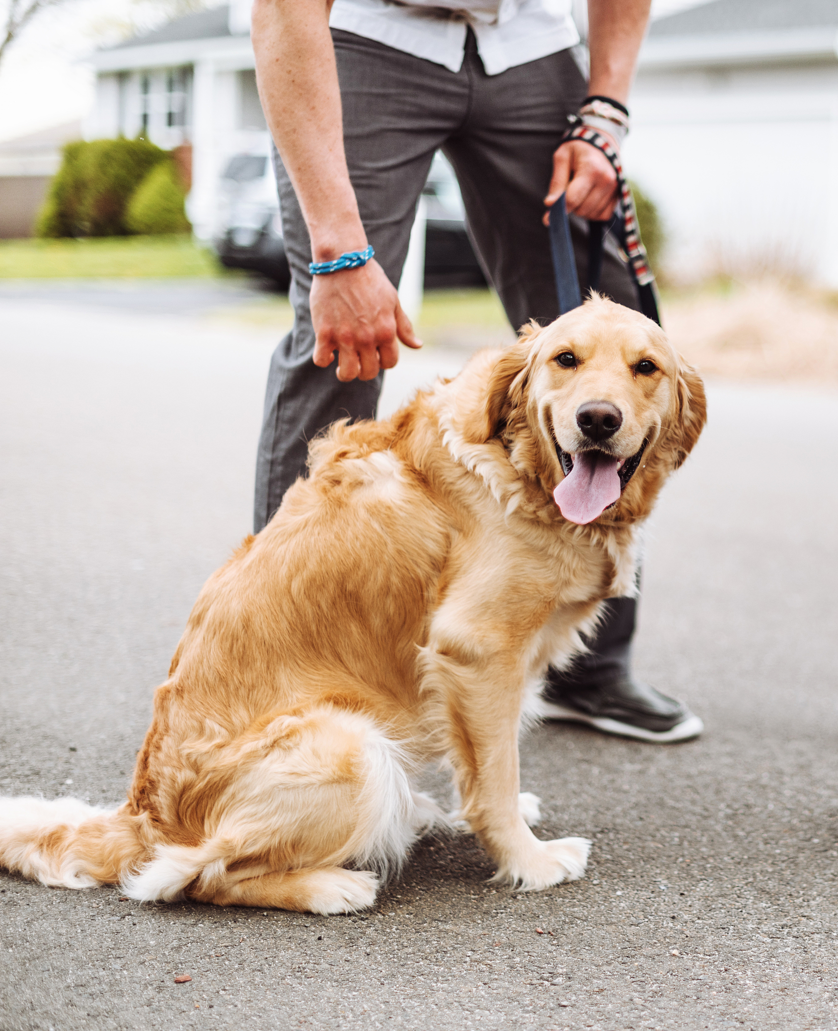 狗到最后还可以怎么说