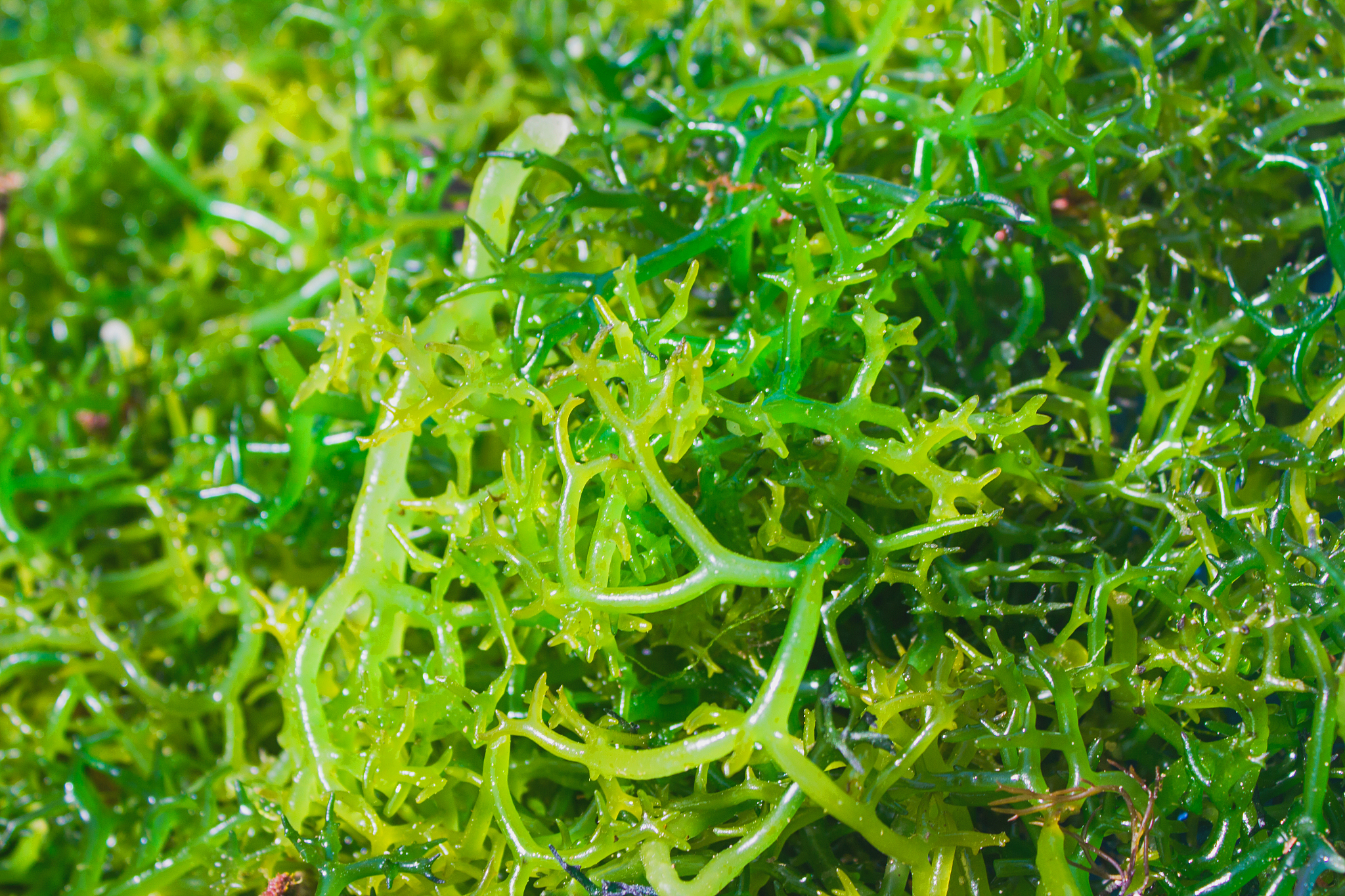 fresh green seaweed