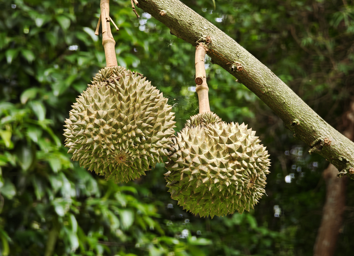 榴莲中青妮这个品种有什么特点跟金枕比呢
