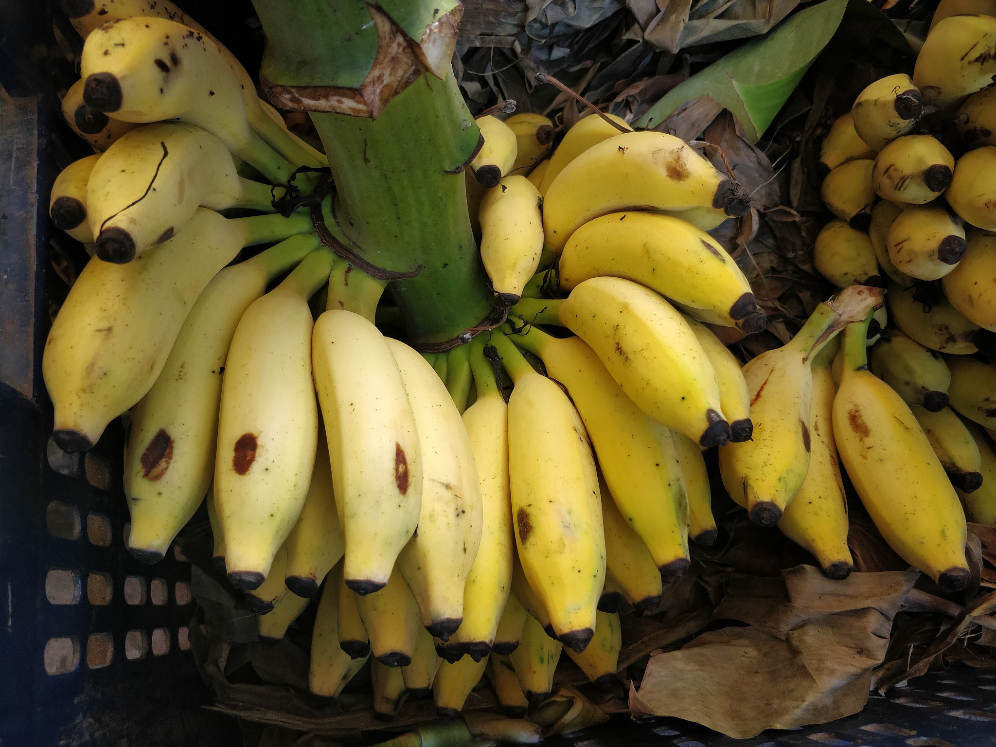 热带水果能放冰箱吗请举例说明