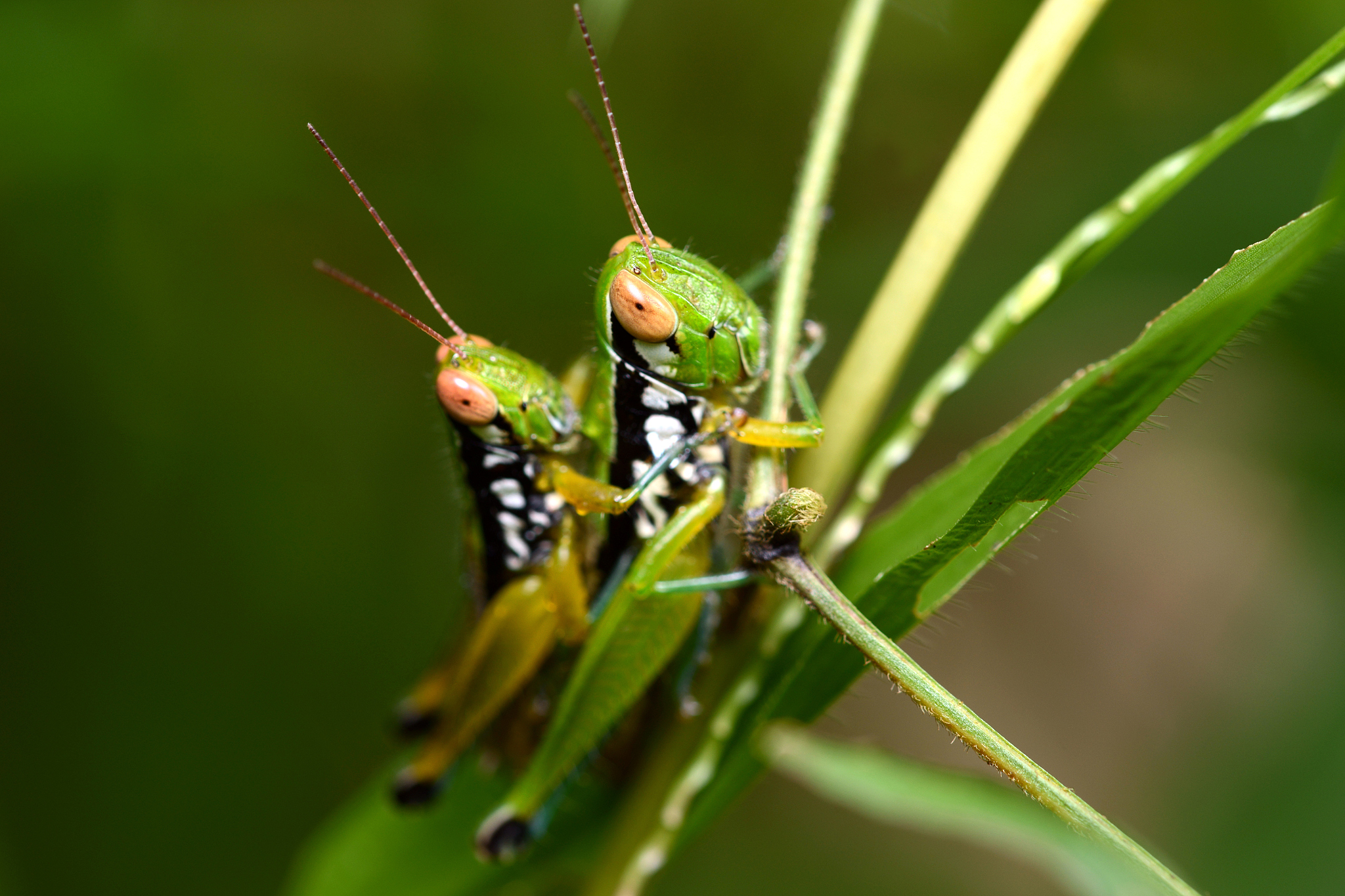 grasshopper mating on grass leaf