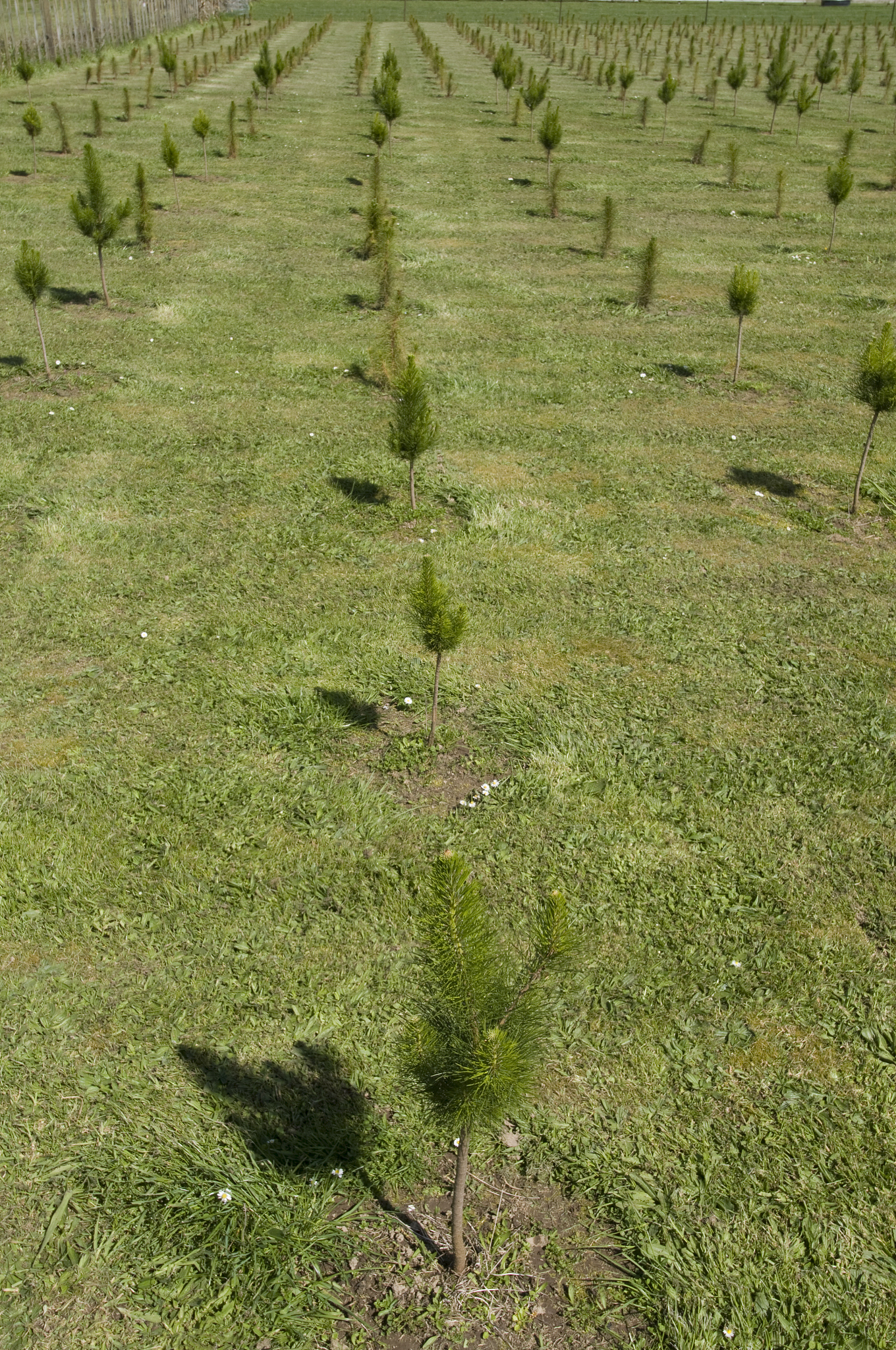 翅碱蓬对诺氟沙星去除效果研究：不同生长周期的影响及机制