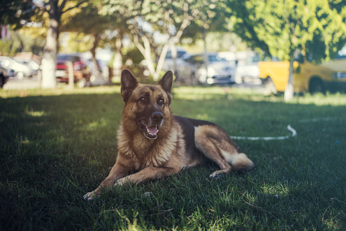 养殖犬图片