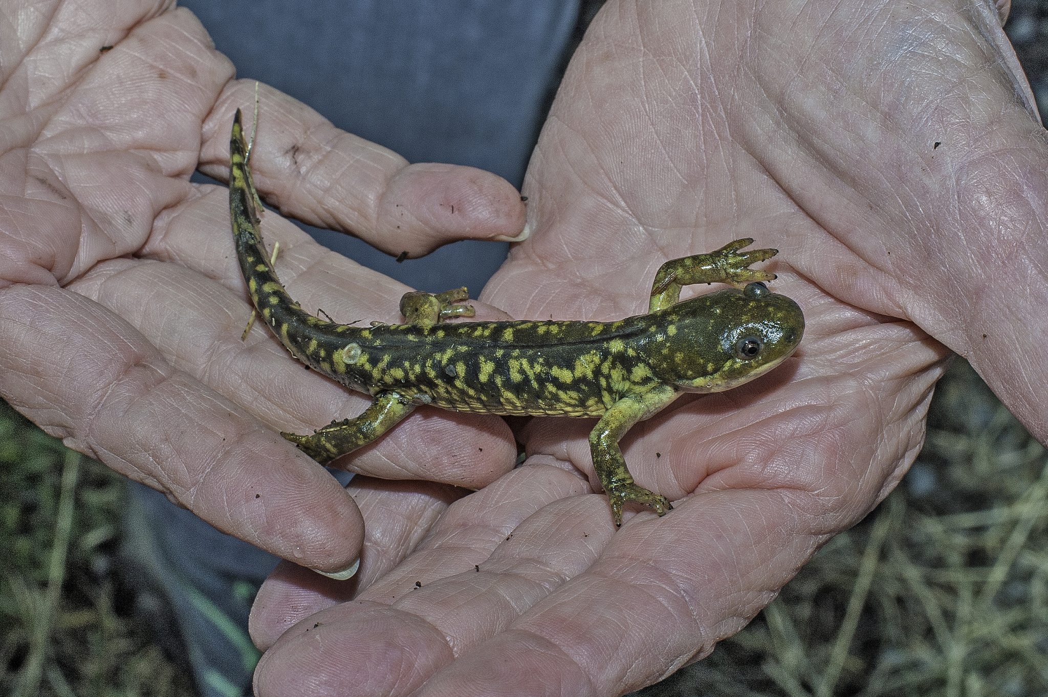 the barred tiger salamander or western tiger salamander (ambysto