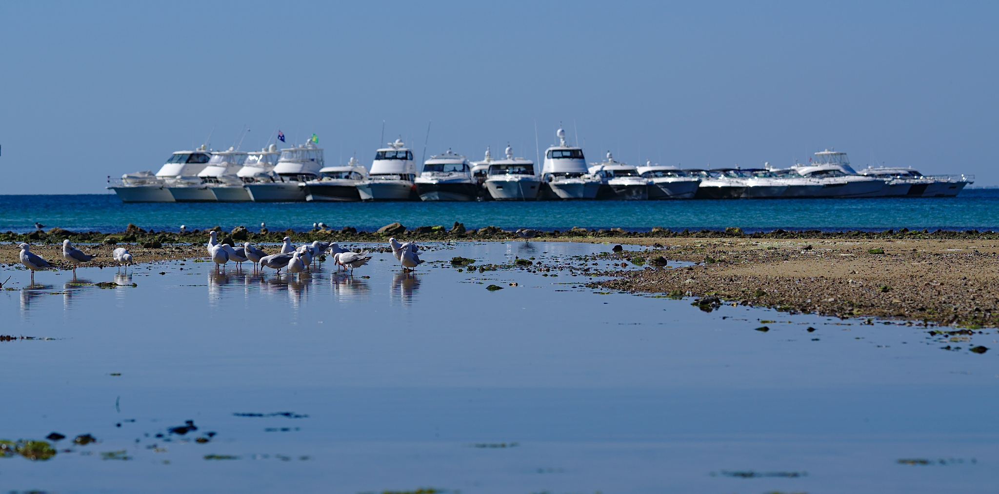 seagulls on beach