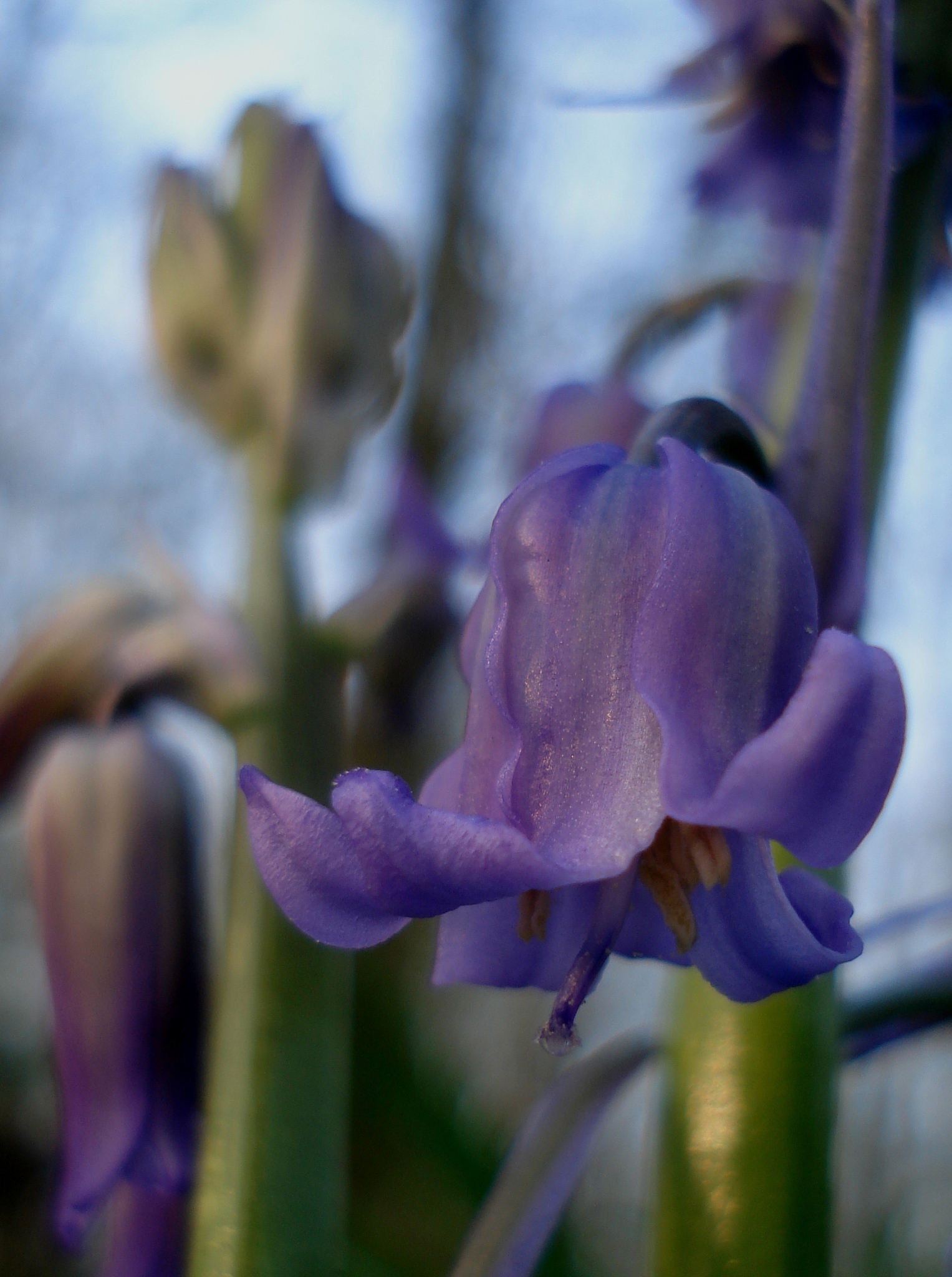 spring blue