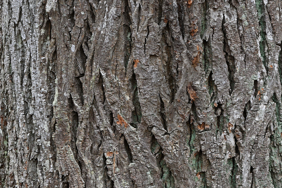 特殊群体休闲娱乐问题研究：硕士论文目录示例