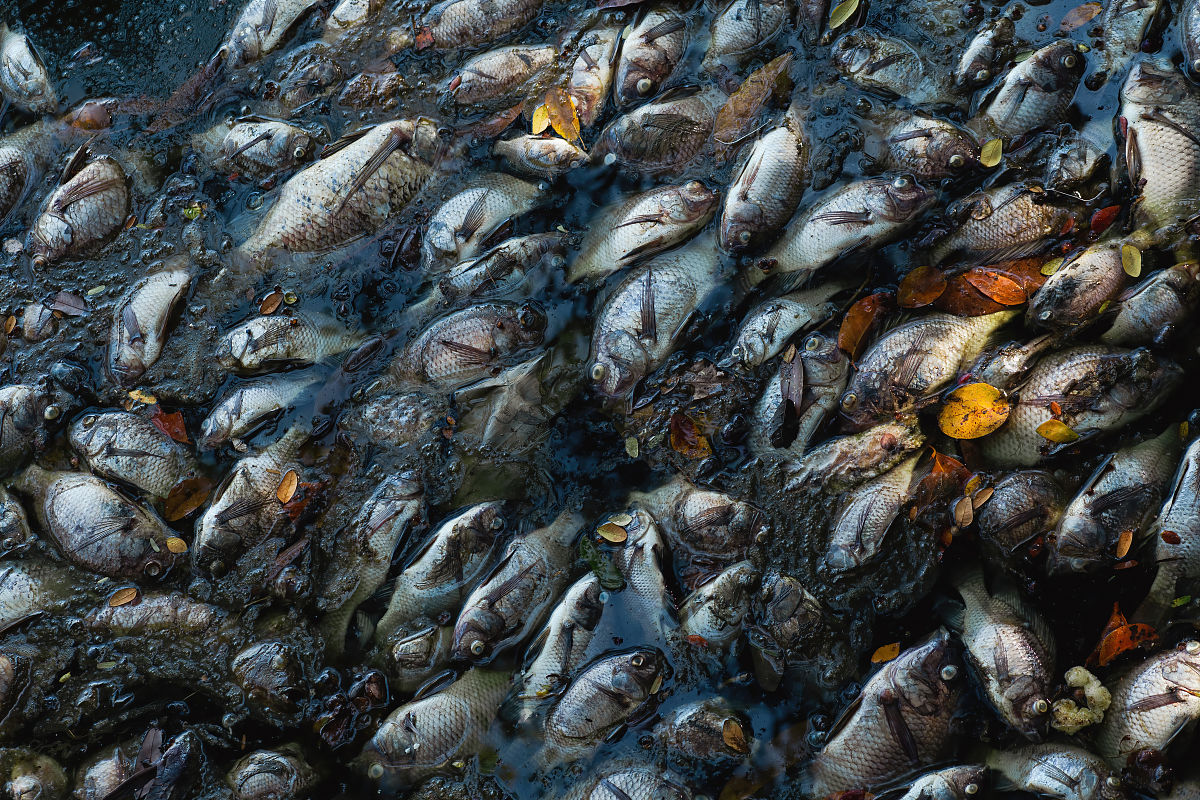 总结鱼类重金属控制对人类食品安全的重要性展望生物工程技术在控制鱼类重金属的未来前景