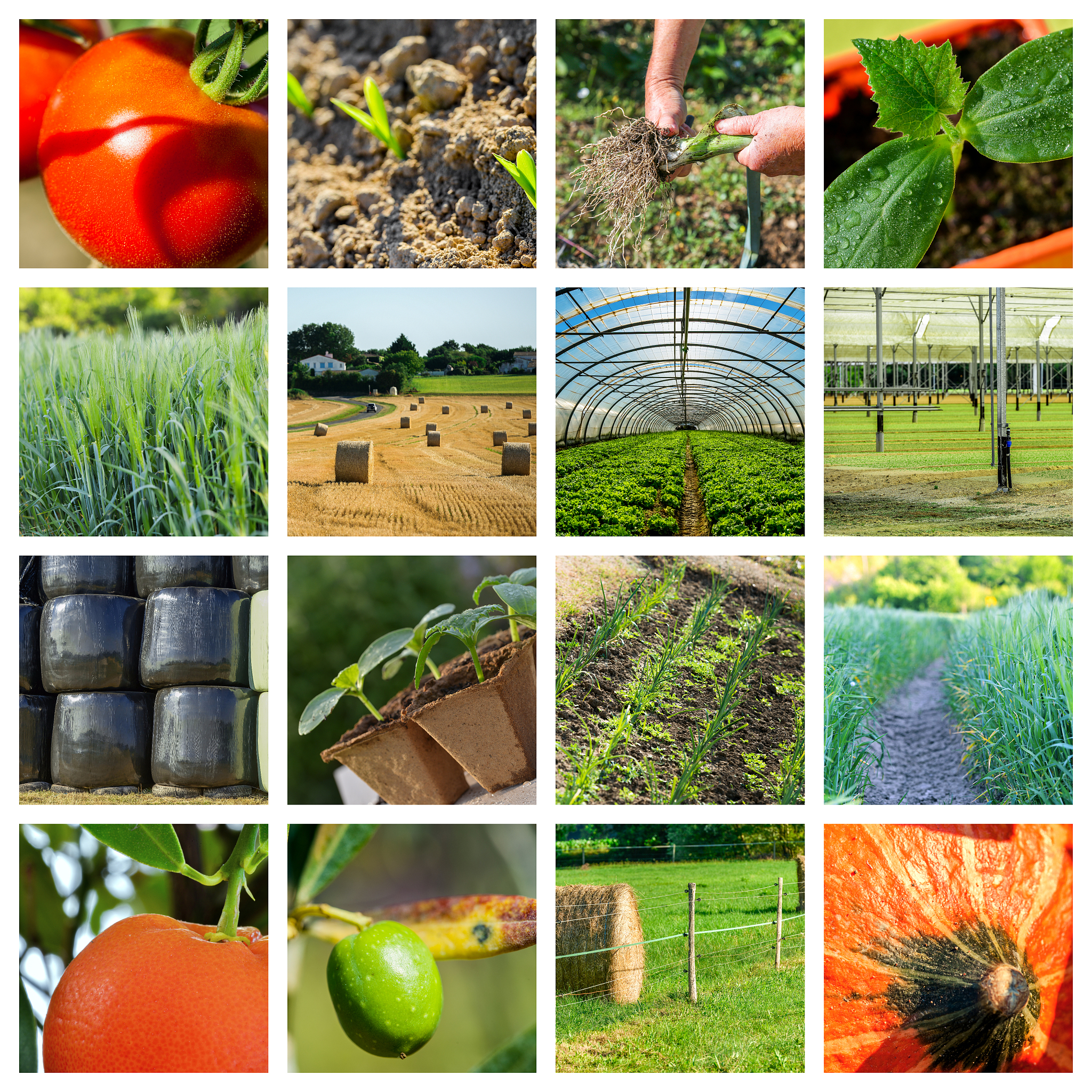 PEST MANAGEMENT SCIENCE: 国际农业、园艺、林业、食品安全和公共卫生有害生物管理期刊