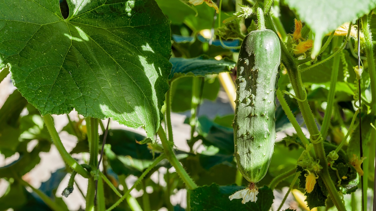 青红的瓜碧绿的藤和叶构成了一道别有风趣的装饰