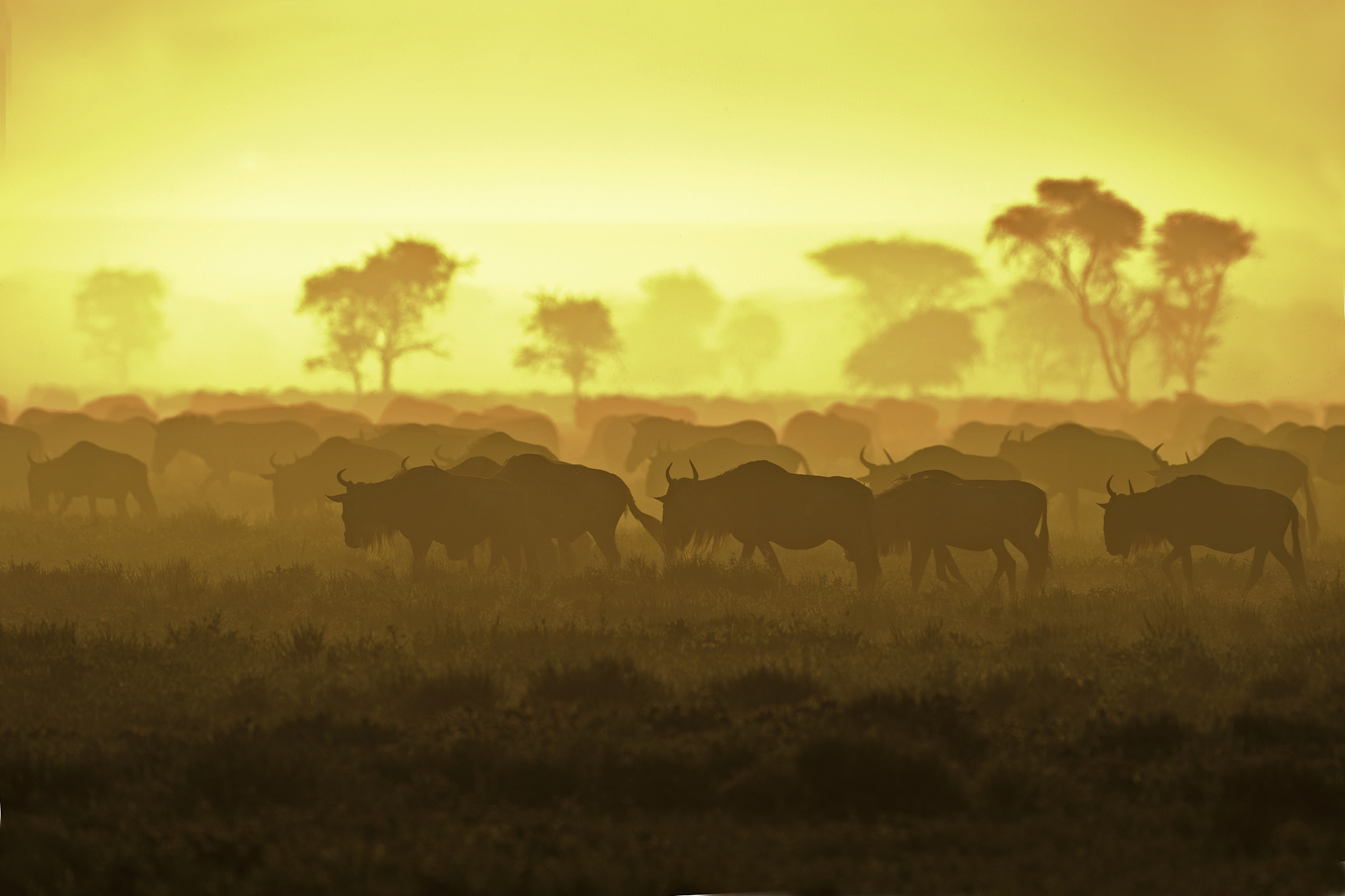 herd of wildebeest at sunrise