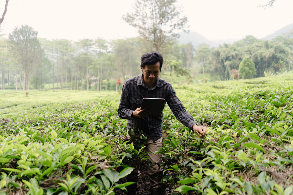 武夷山职业学院茶树栽培与茶叶加工专业：实践教学模式助力未来发展