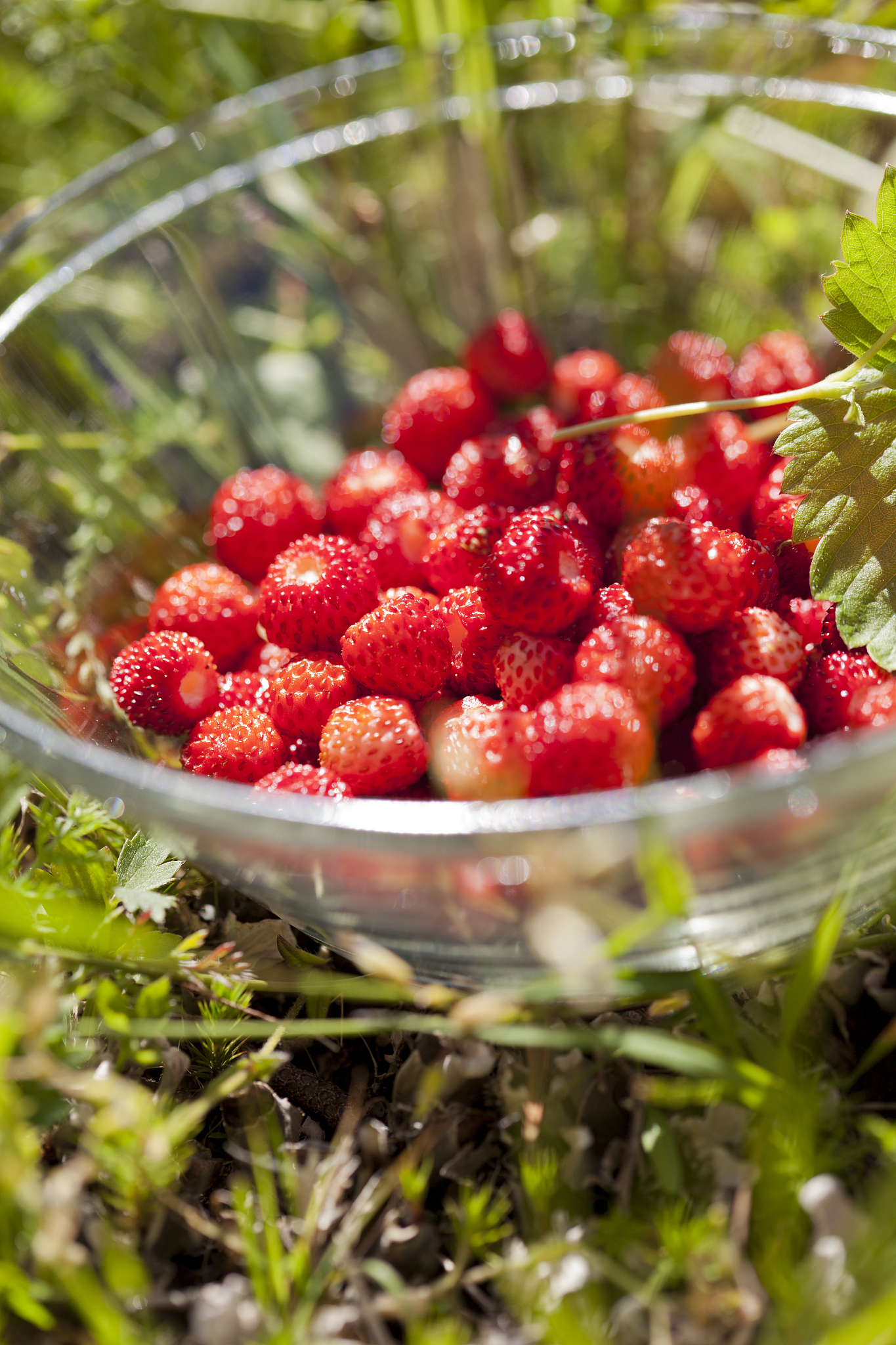 wild strawberries