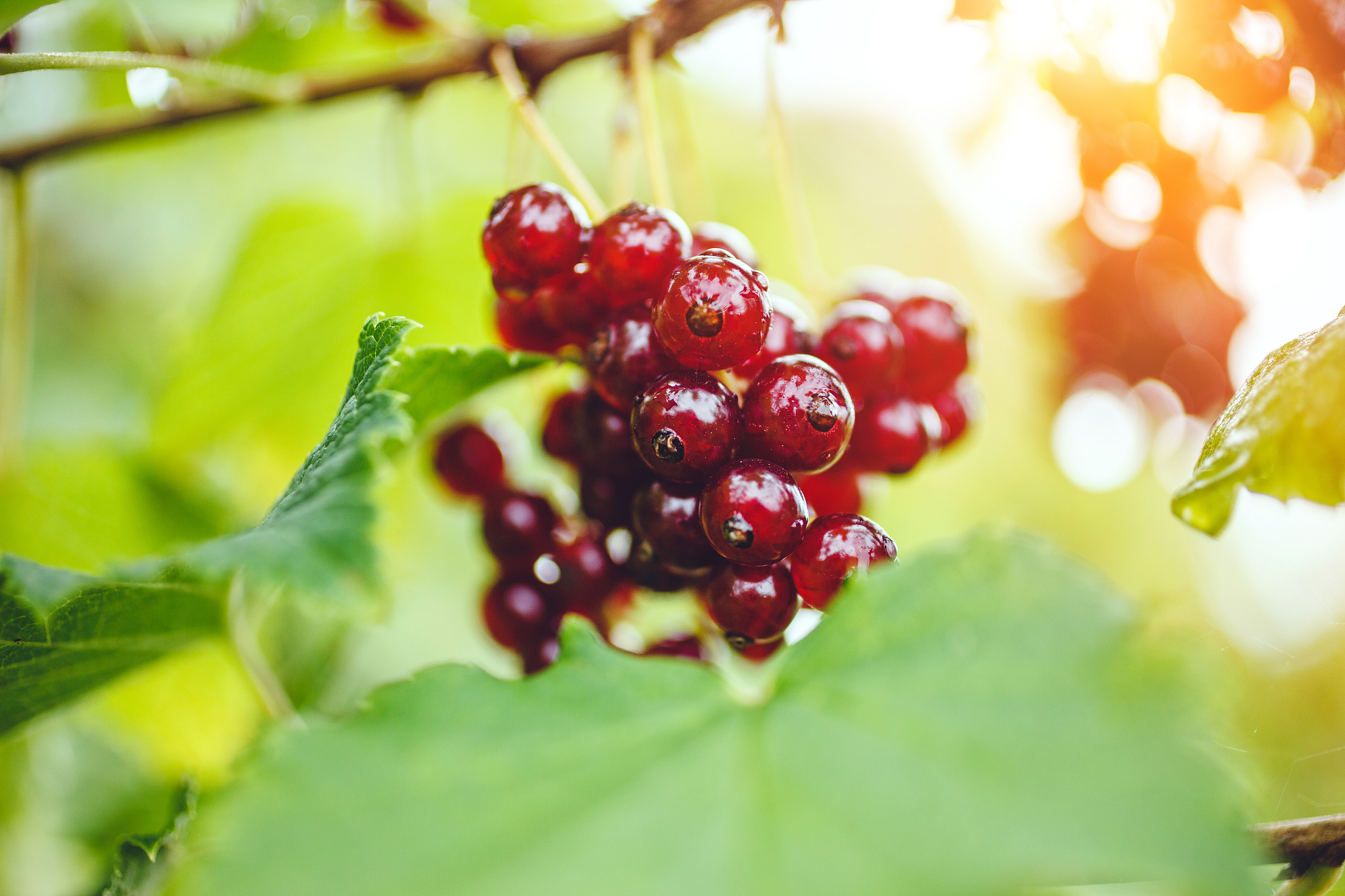 organic redcurrants