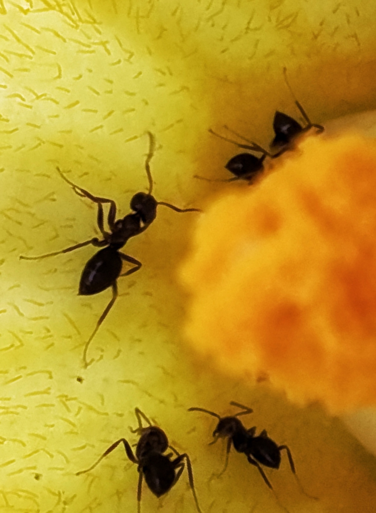 小虫子和小蚂蚁用鸡蛋壳玩儿跷跷板小蝴蝶在旁边欢呼小虫子和小蚂蚁用热气球带鸡蛋壳飞起来小蝴蝶在旁边飞舞外面下雨了小虫子小蚂蚁和蝴蝶躲到鸡蛋壳下面晚上小虫子小蚂蚁和蝴蝶在鸡蛋壳里睡觉写作文的时候用上早上过了一会儿到了下午天黑了这些词语多用优美的语言取个作文名