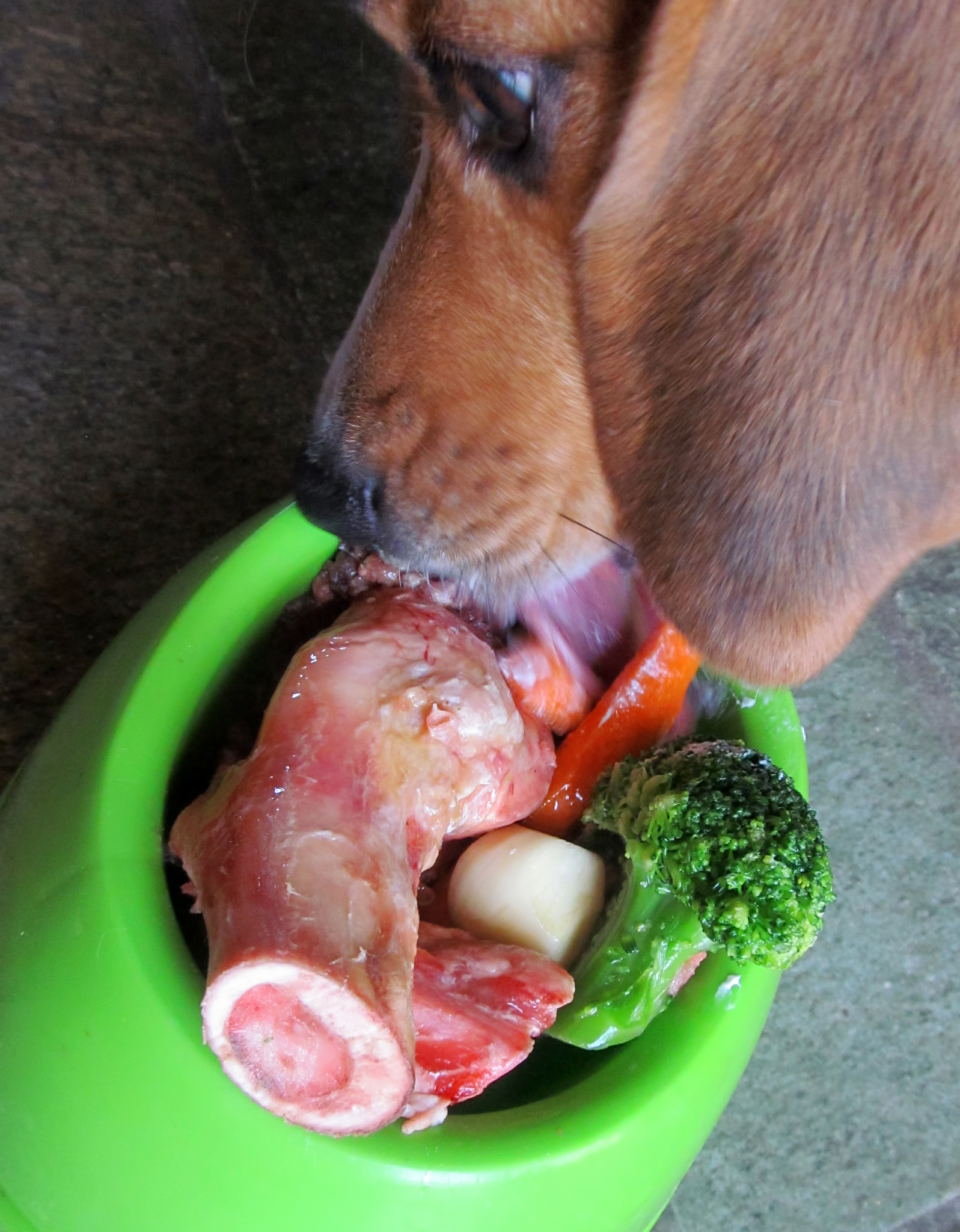 狗狗吃了煮熟的生蚝怎么办