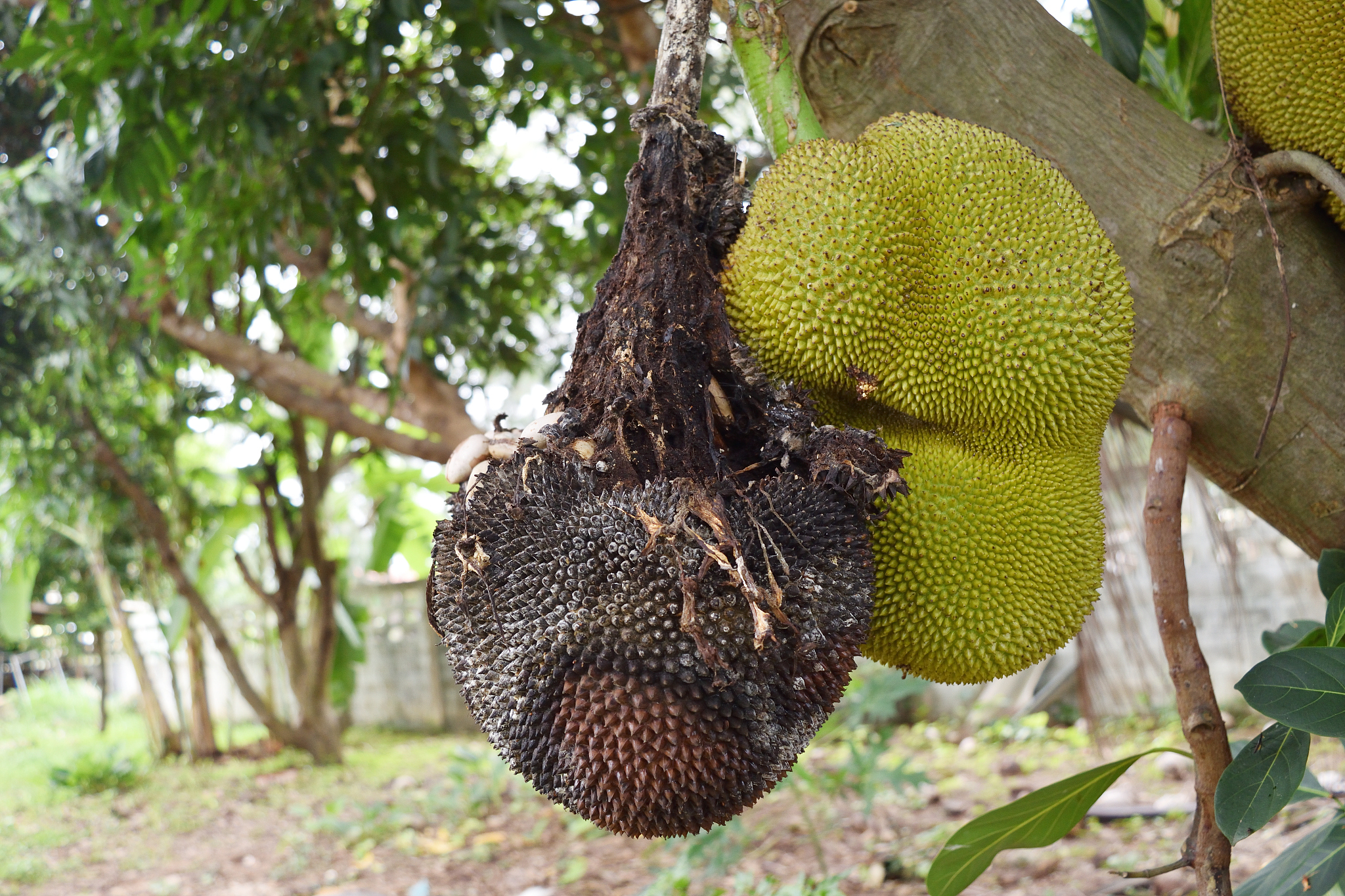 菠萝蜜坏了一半另一半还能吃吗
