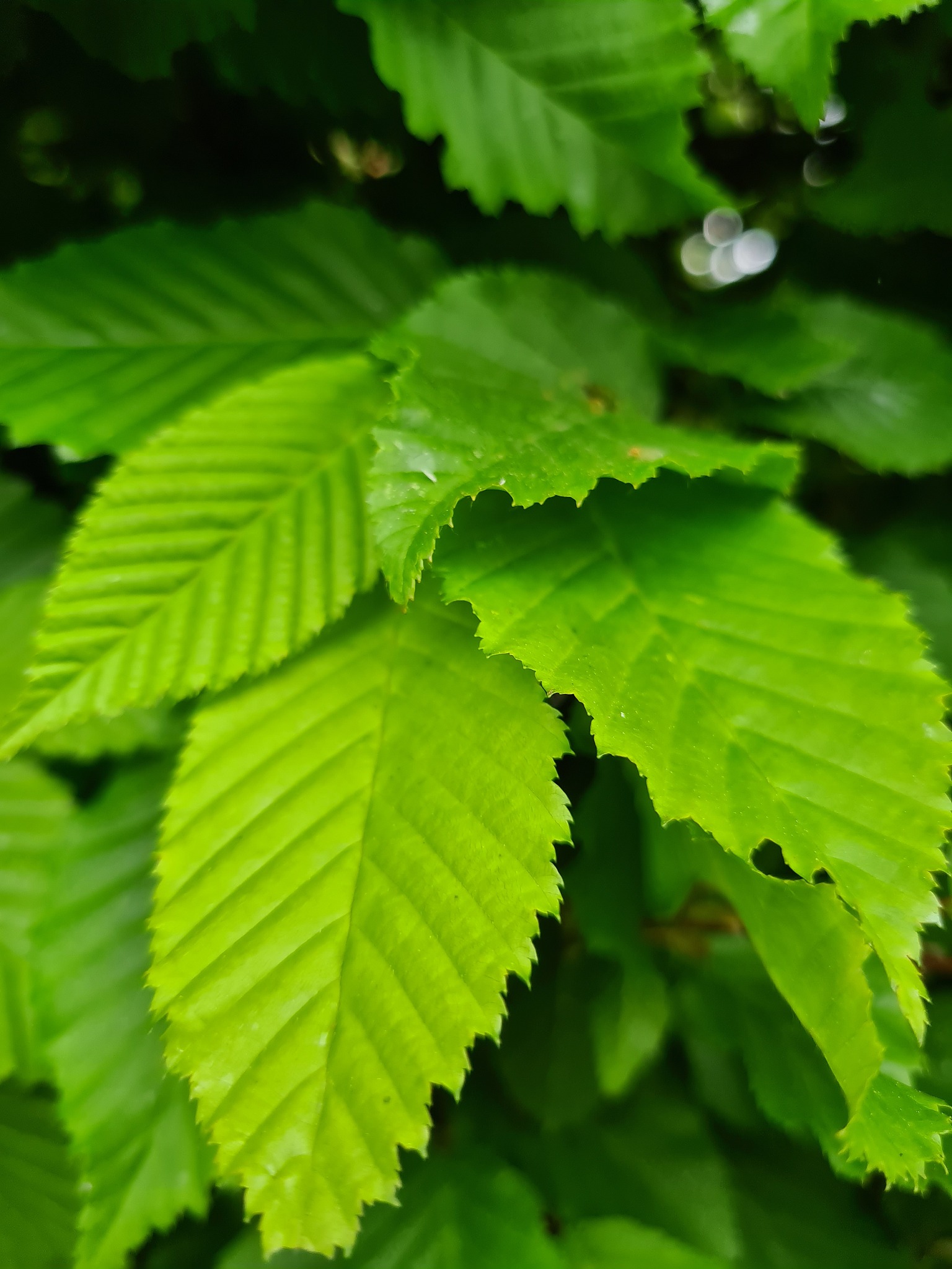 full frame shot of leaves