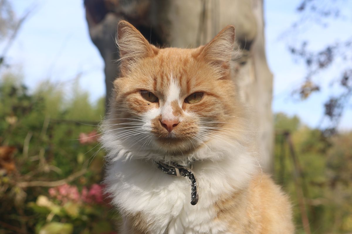 岛上的猫