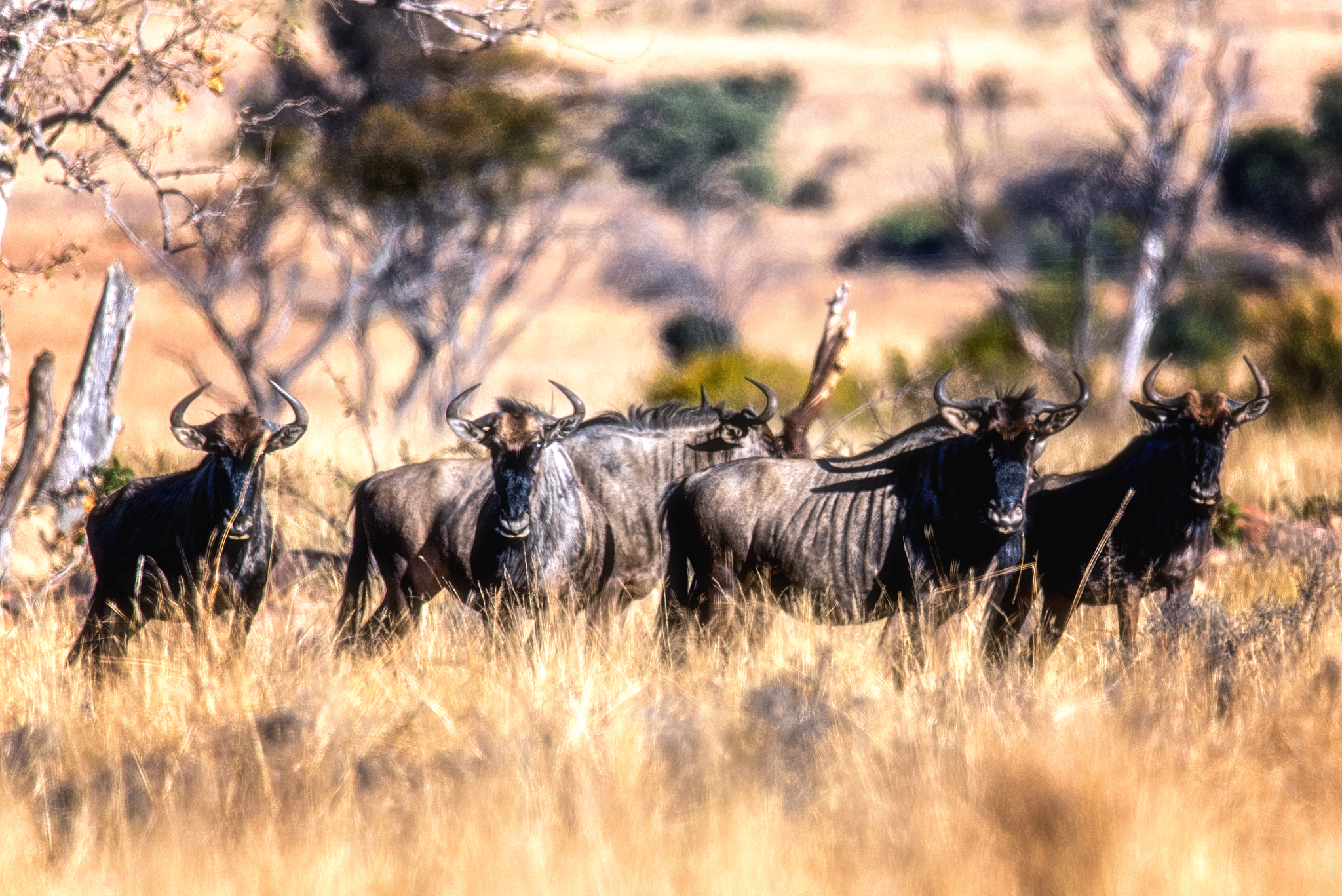 a large herd of wildebeest (gnu, connochaetes)