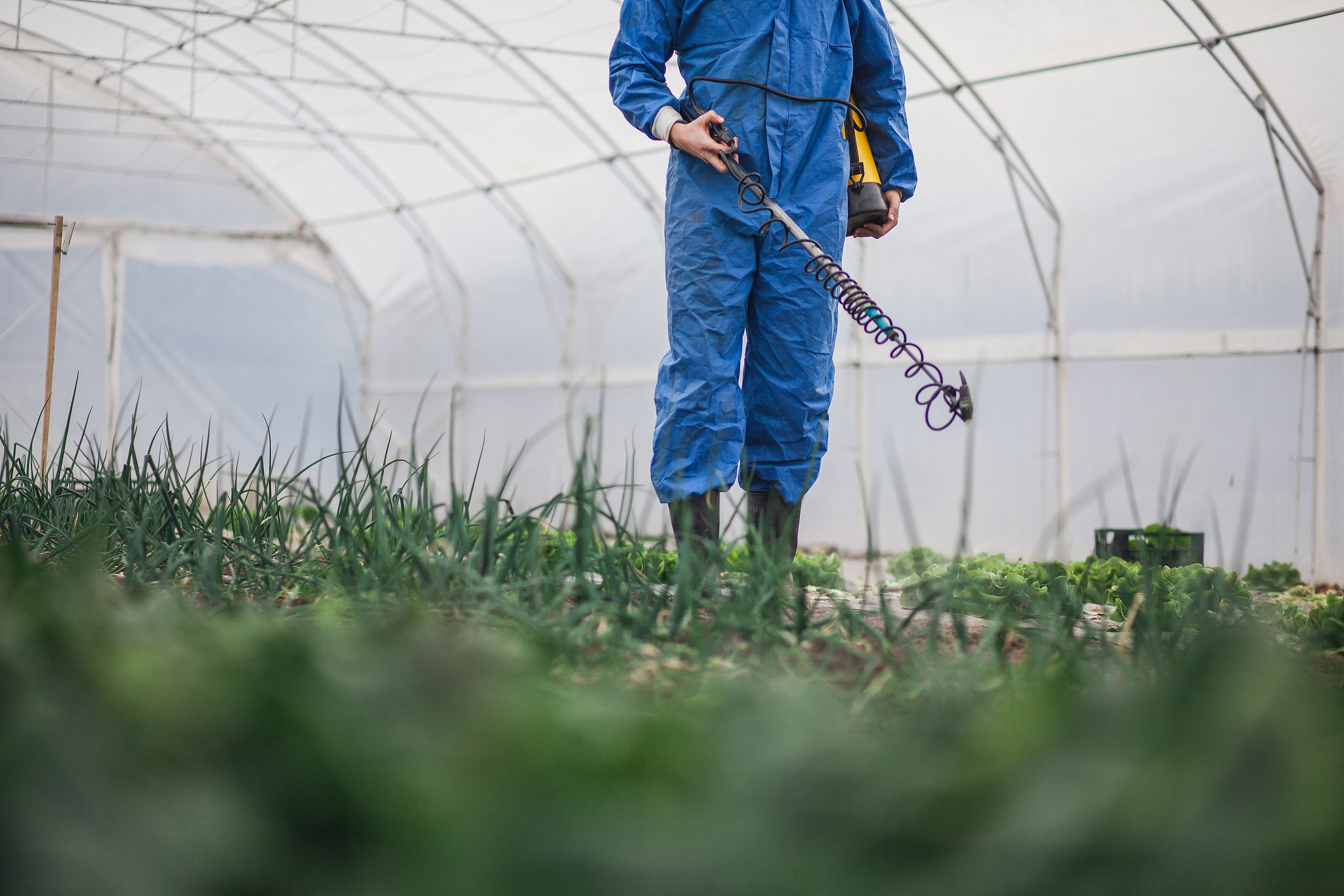 棉花蚜虫防治方案