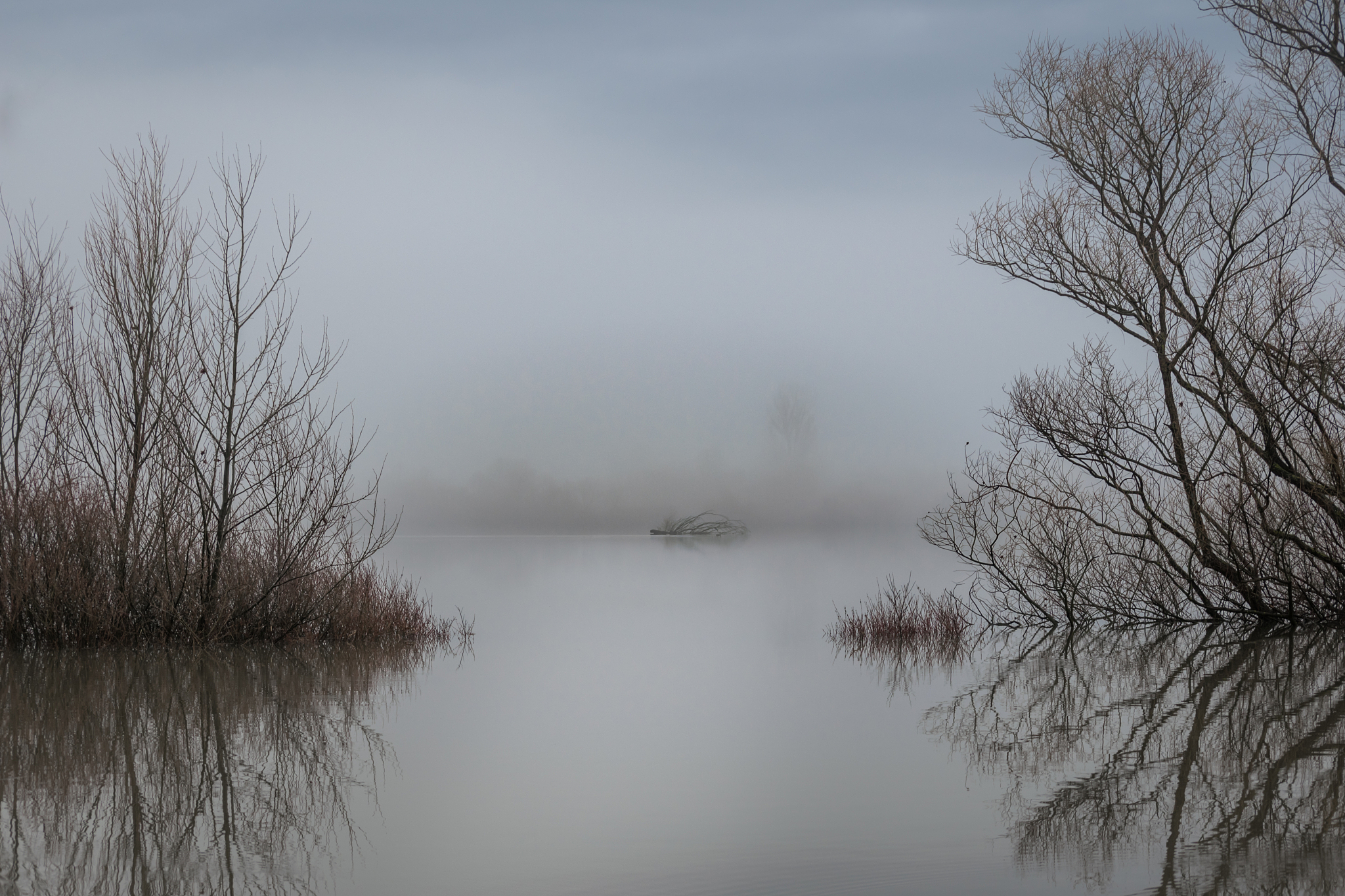 beautiful landscape picture of a tree in a flooded lake