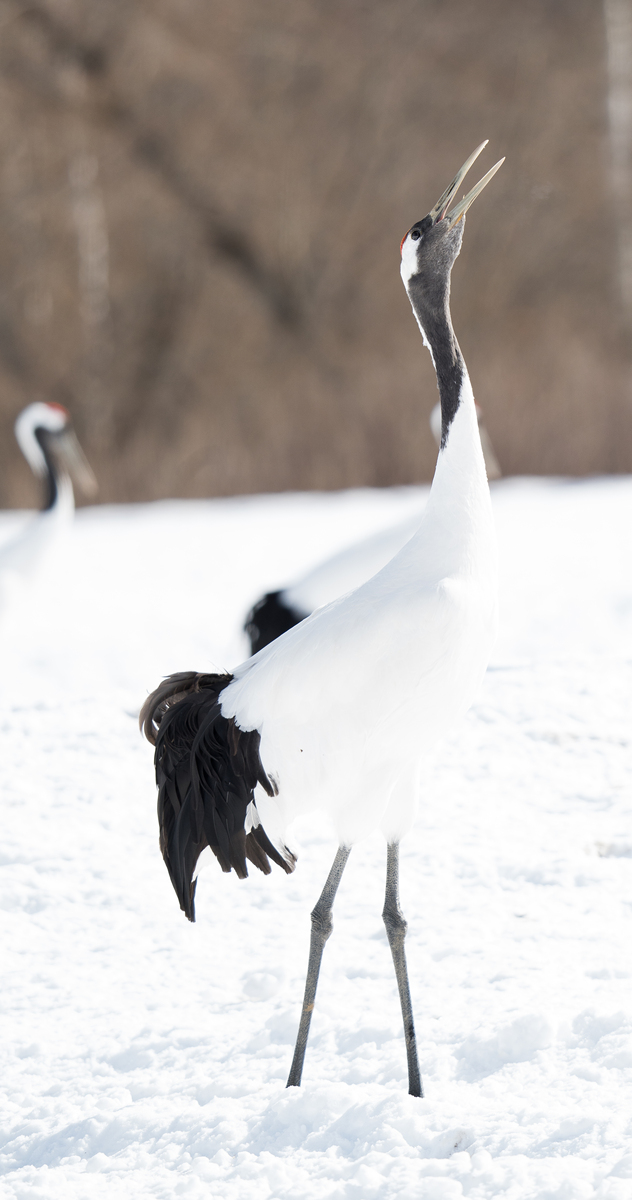 东山再起鸟：澳洲特有灰色鸟类，优雅而濒危