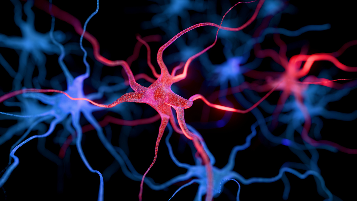 什么是神经诱导矩阵