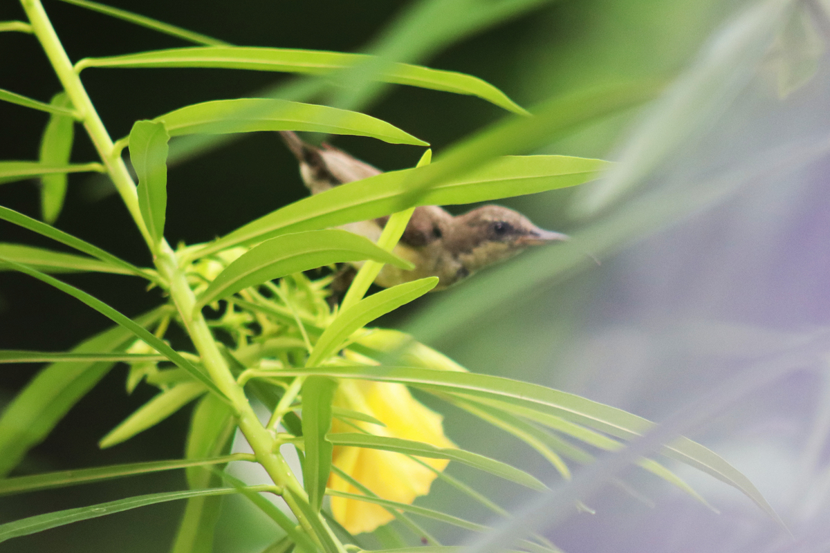 乡村竹林：夏日探险的奇妙之旅