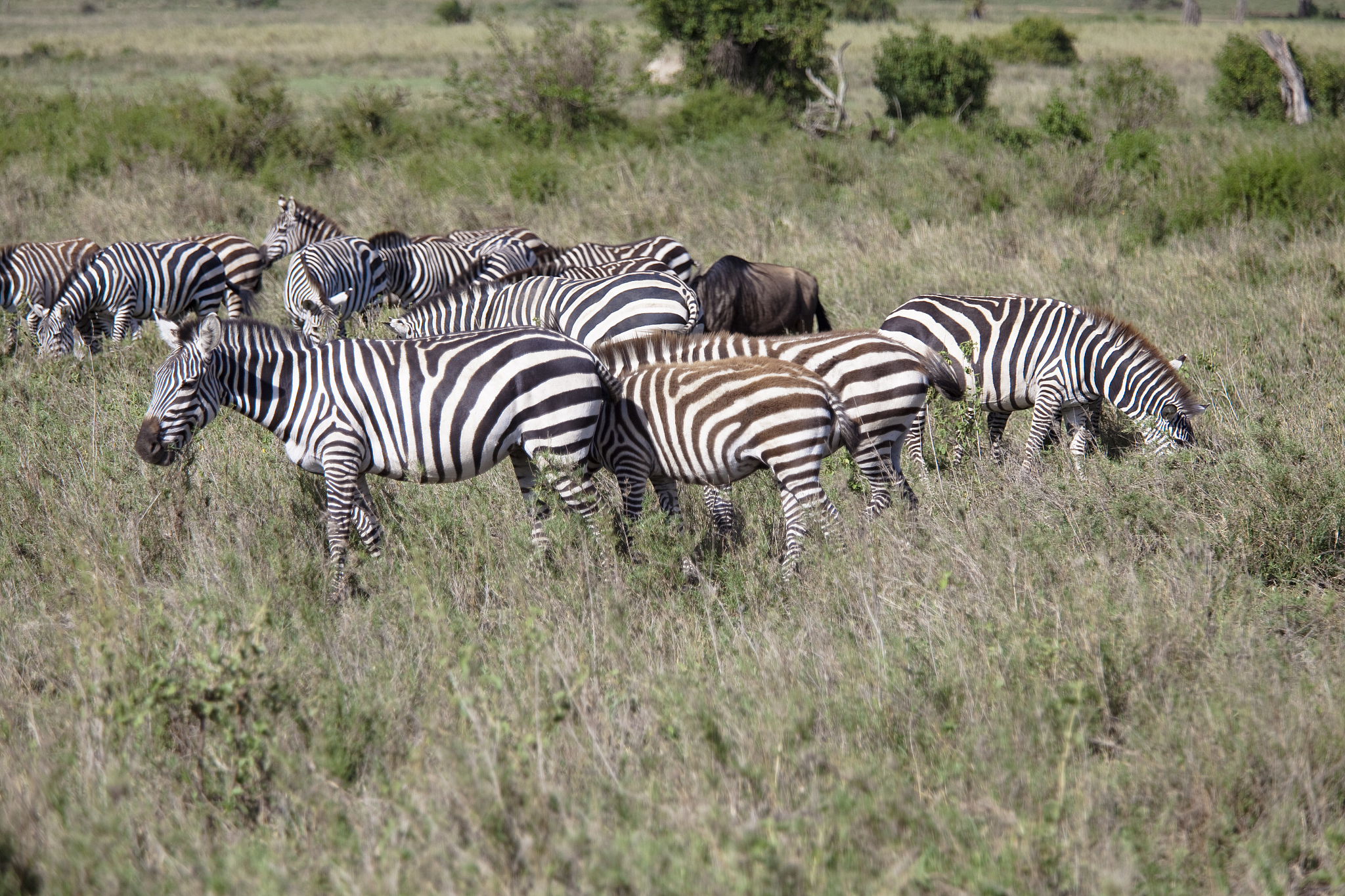 herd of  african zebras at the savannah of serengeti