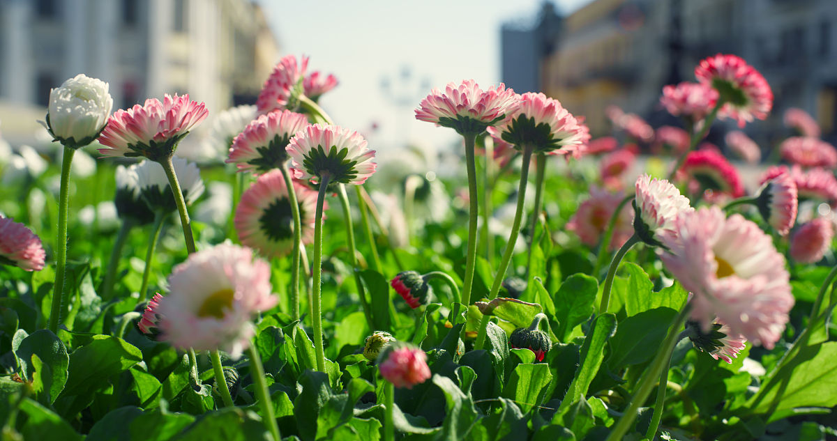 雨后春笋：现代诗歌赞颂生命力