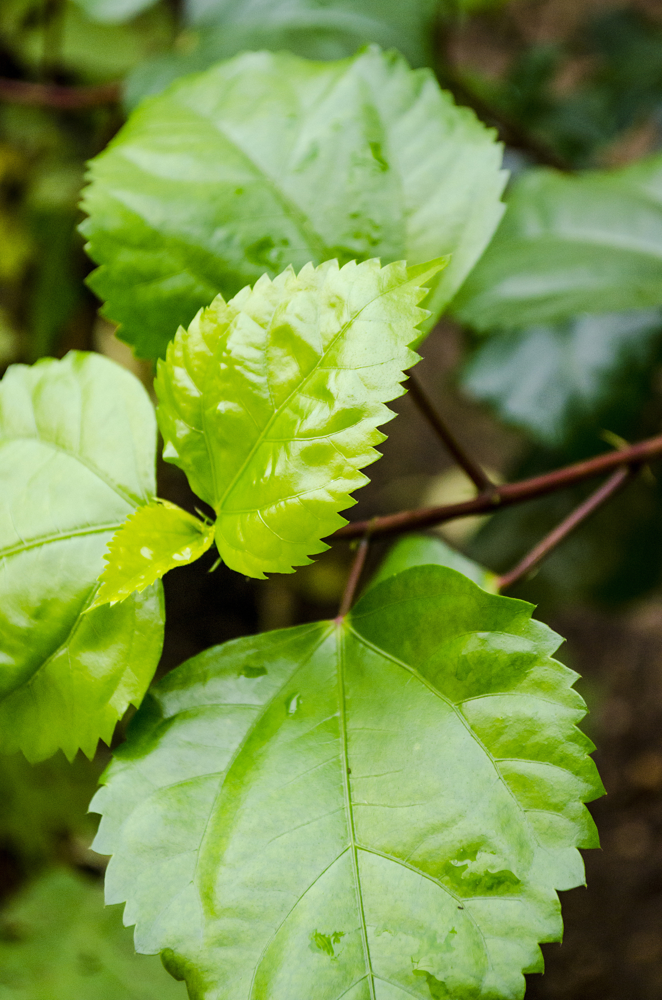 hibiscus leaf