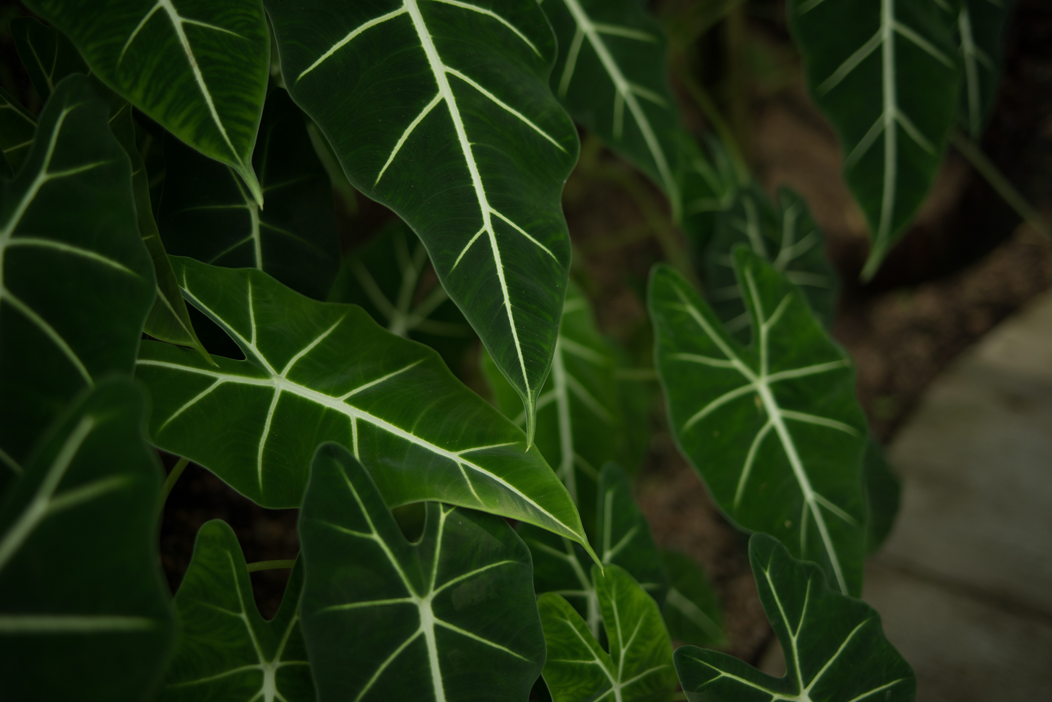 foliage plant,tropical plant