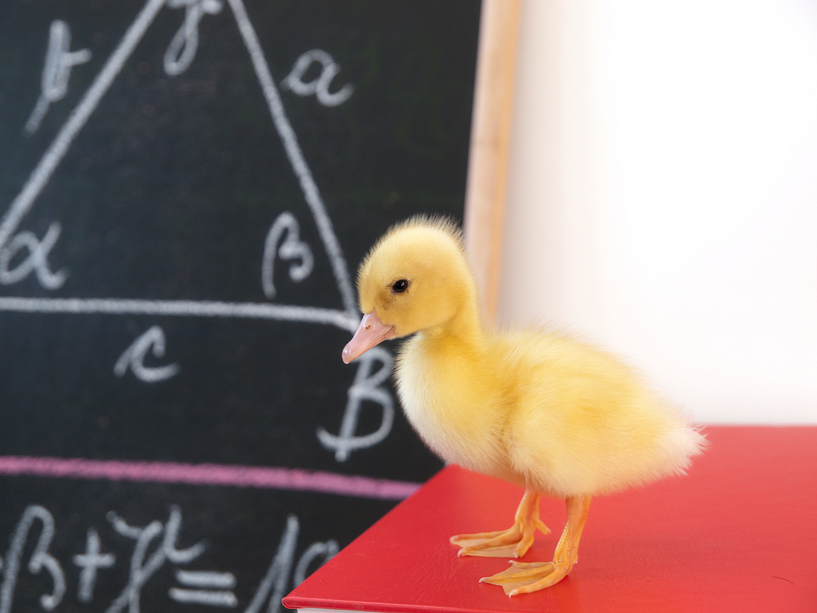 河里有一行鸭子2只的前面有2只2只的后面有2只2只的中间还有2只共有几只鸭子