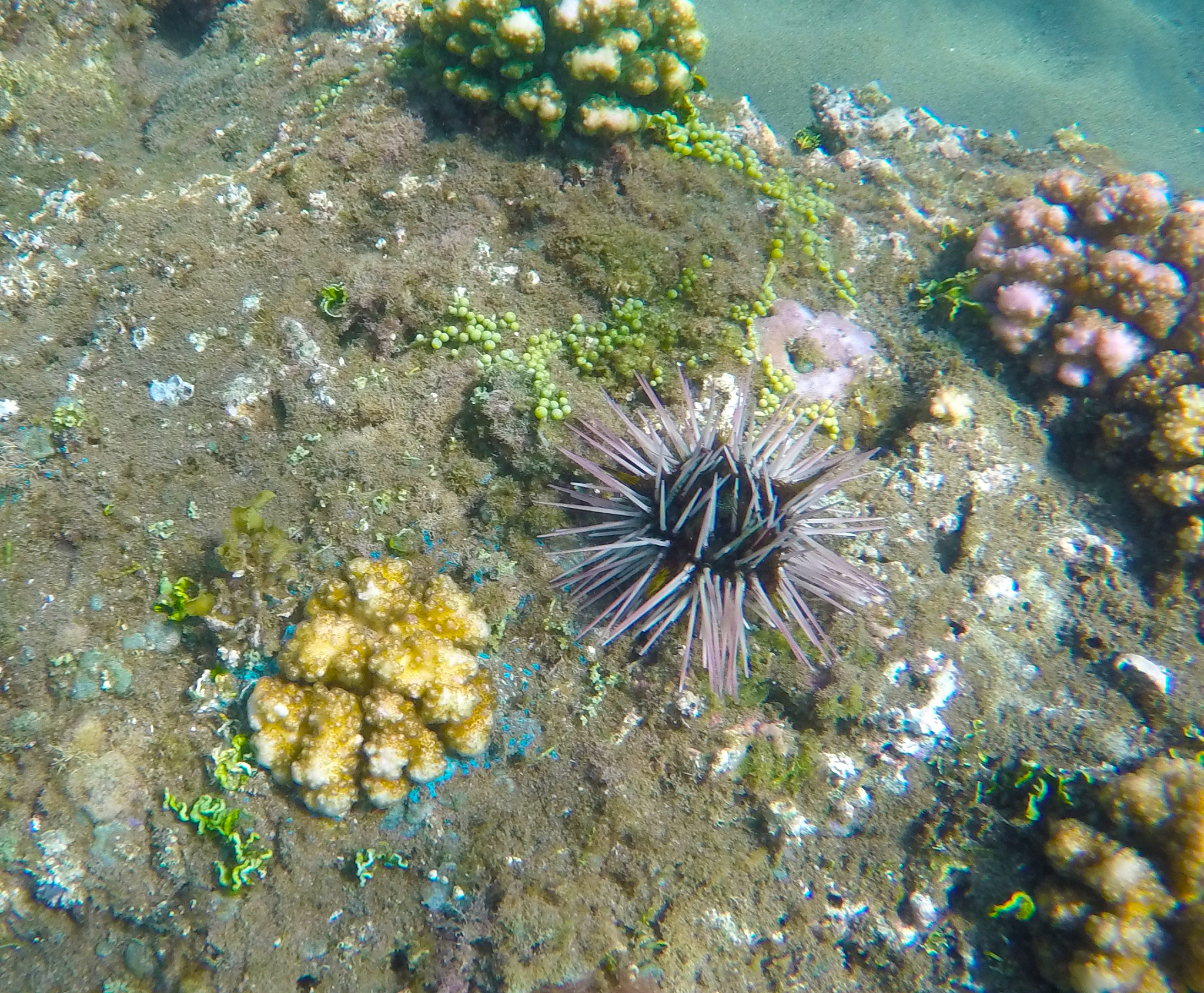 黑石礁岩相潮间带大型底栖生物多样性季节性变化研究