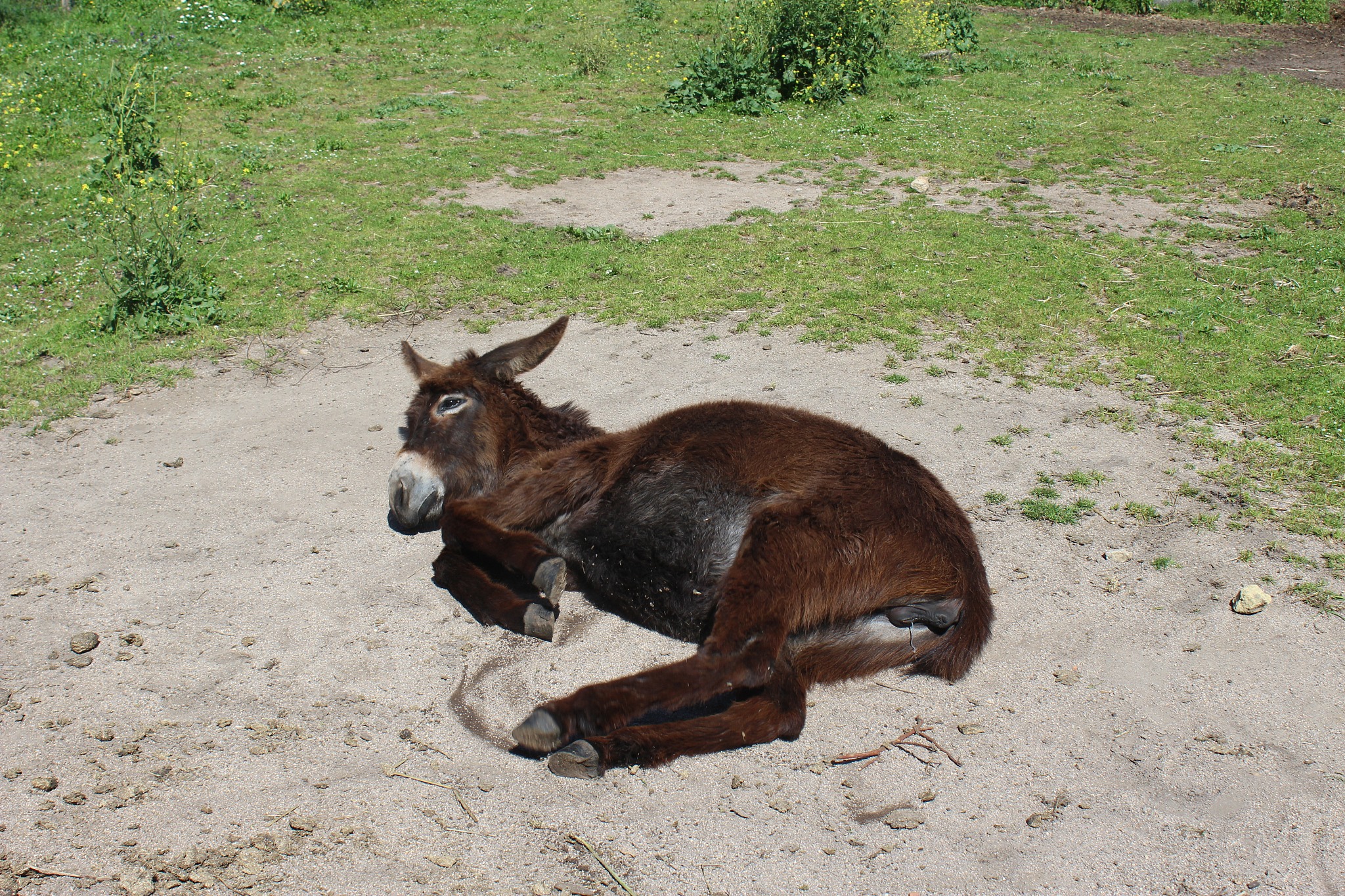 donkeys