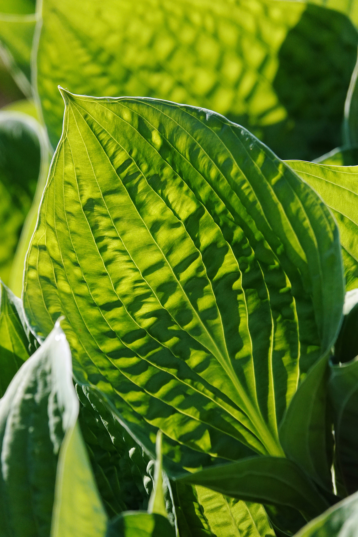 close-up of green leaves