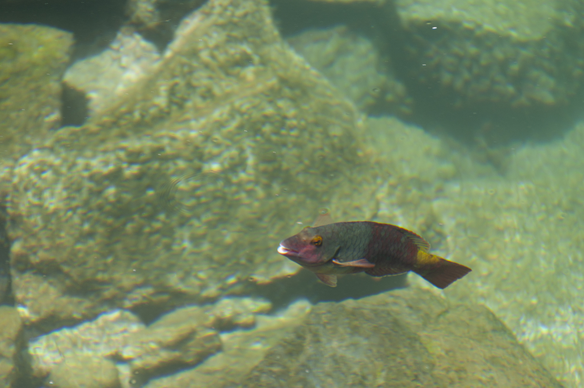 野生小丑鱼吃什么？