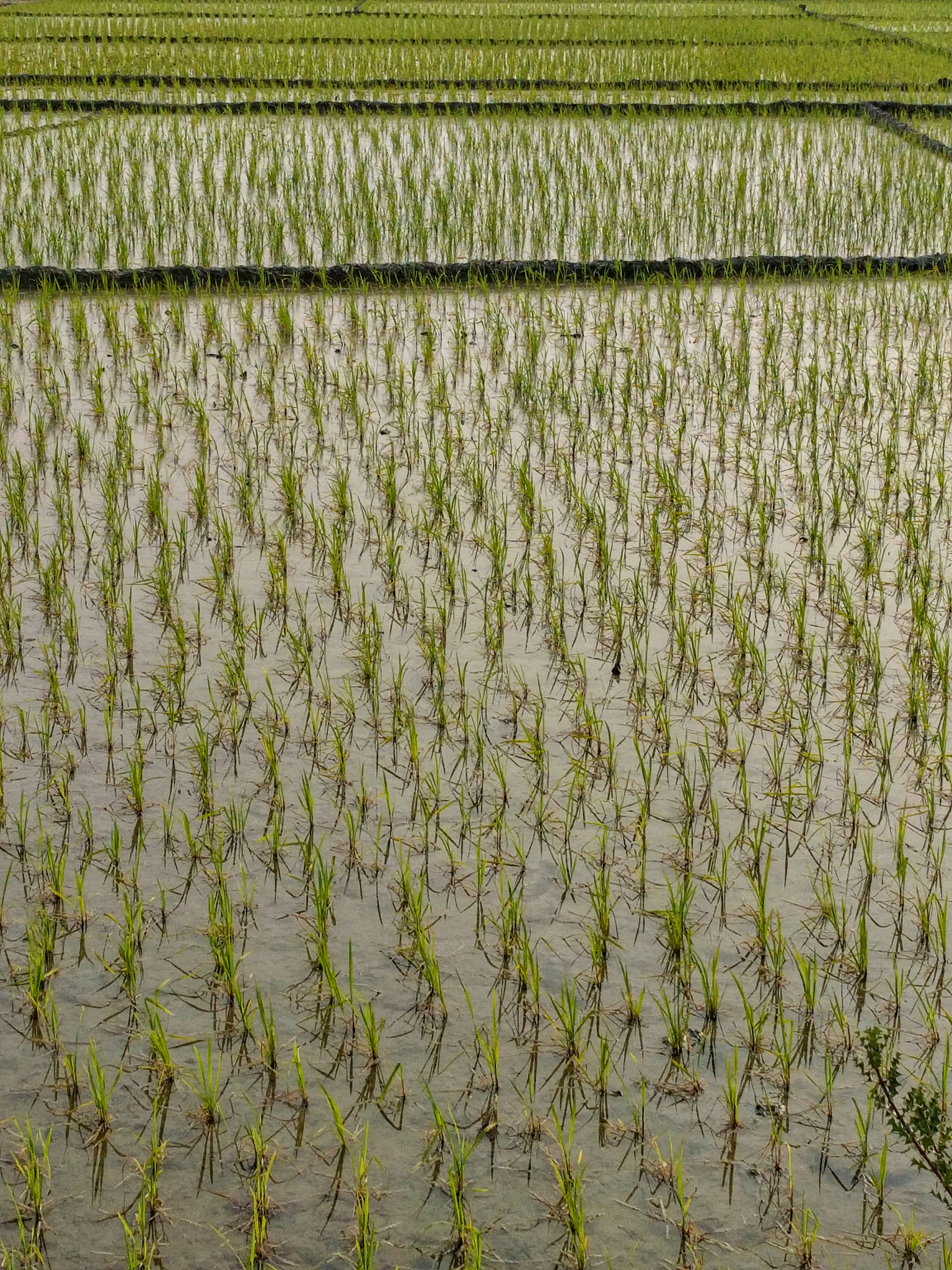 西安长安区小麦虫害频发原因分析：气候、土壤、管理缺一不可