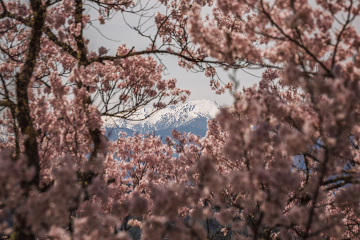 全球赏樱胜地推荐：最美的樱花在哪里？