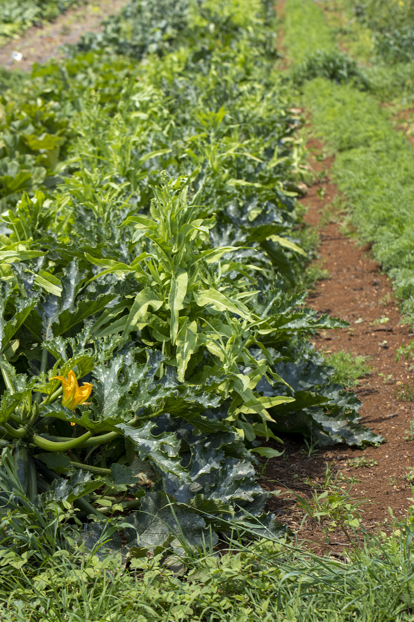 vegetable garden