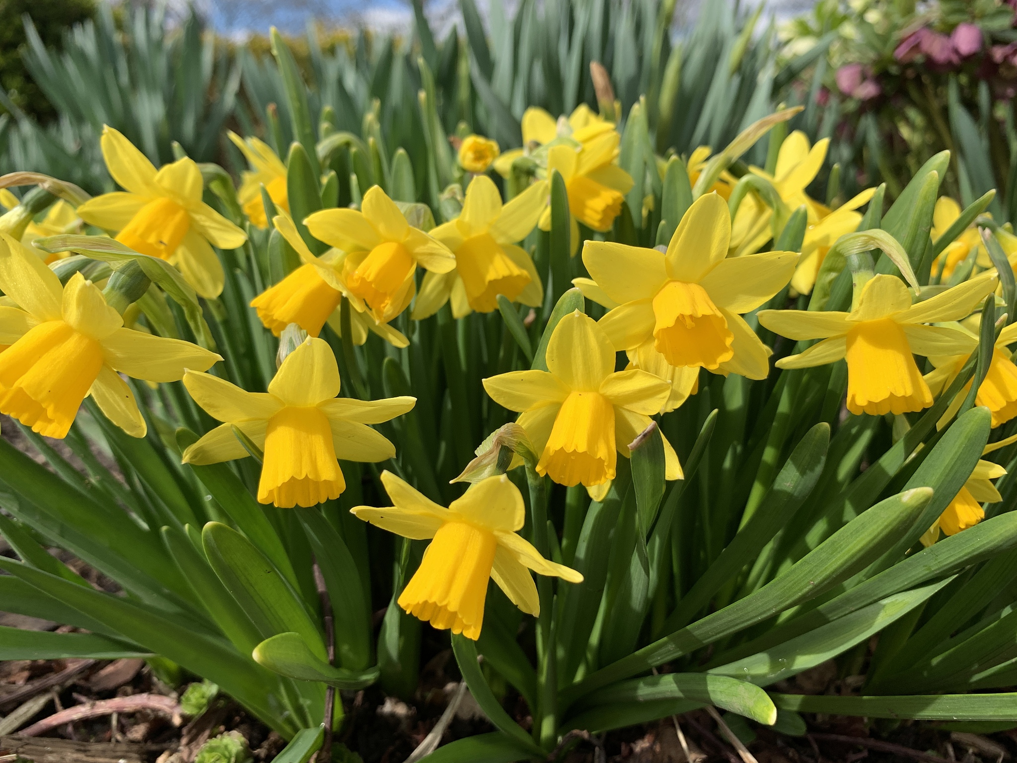 漳州水仙花的养殖方法 进口水仙花的养殖方法