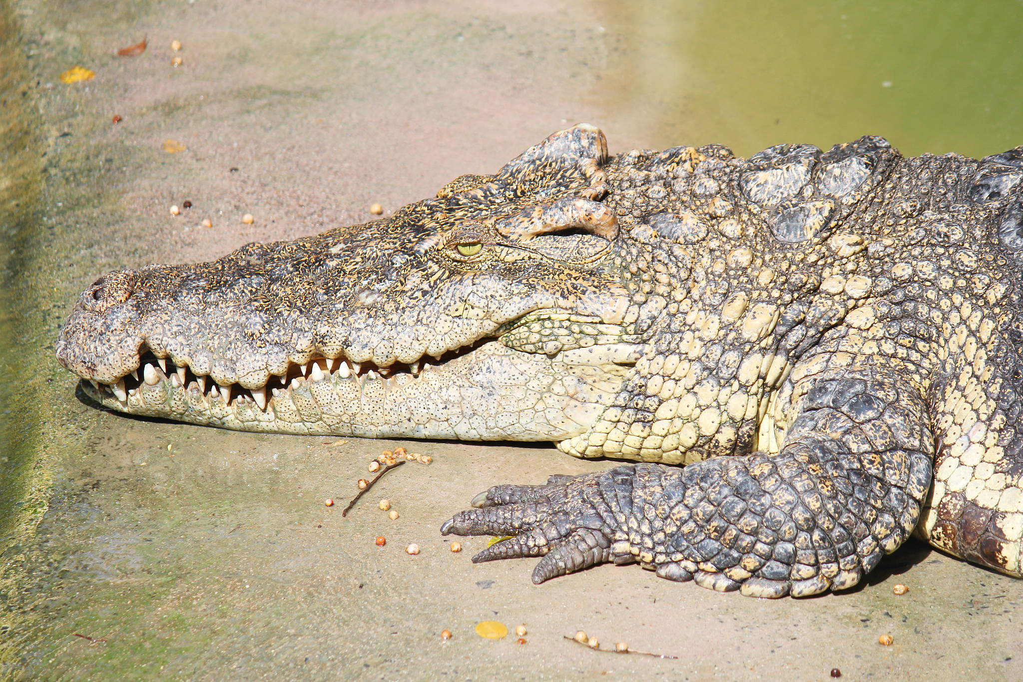 请帮我写1篇650字的博客文章主题是：鳄鱼属于鱼类吗