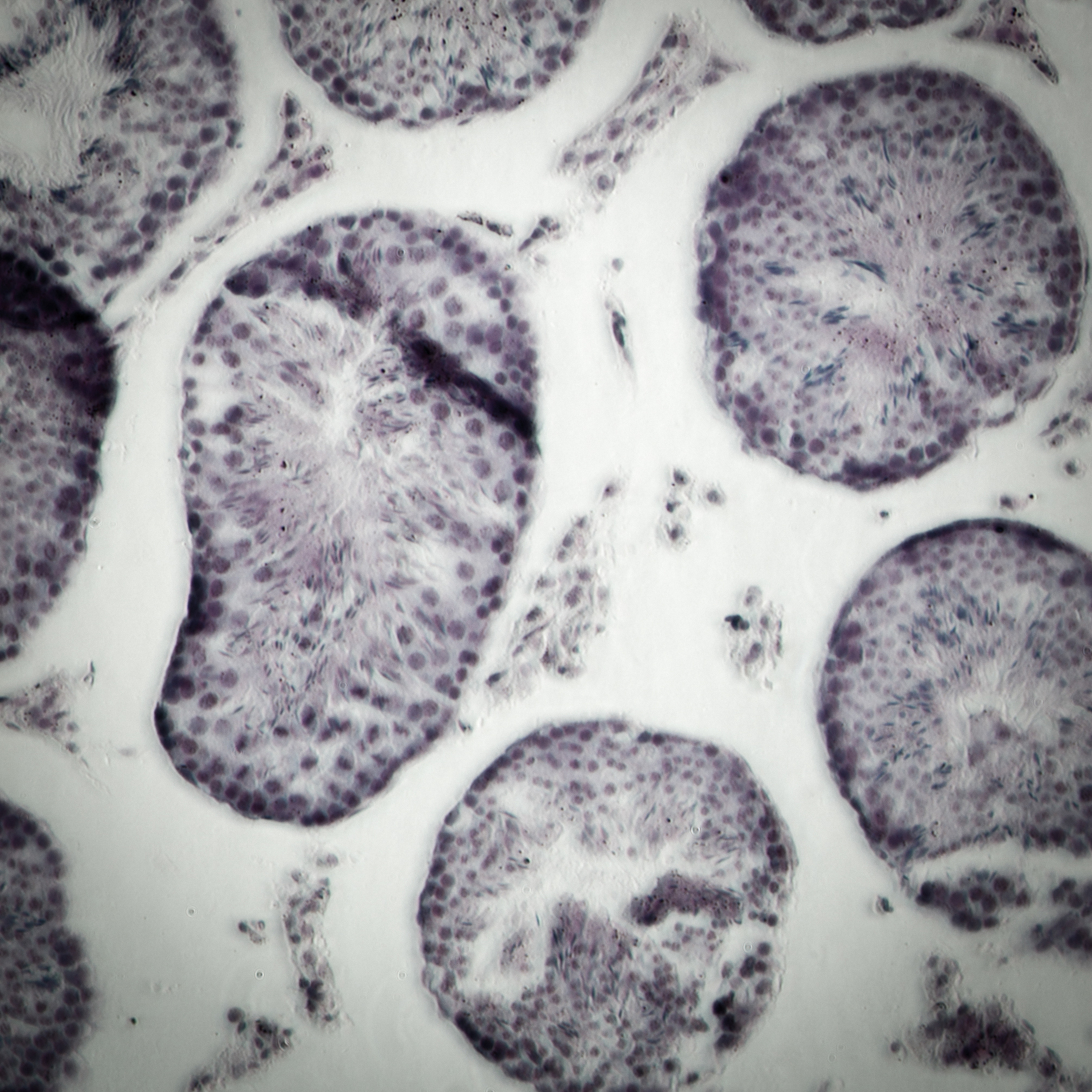 JOURNAL OF CELLULAR PHYSIOLOGY期刊研究内容详细介绍？