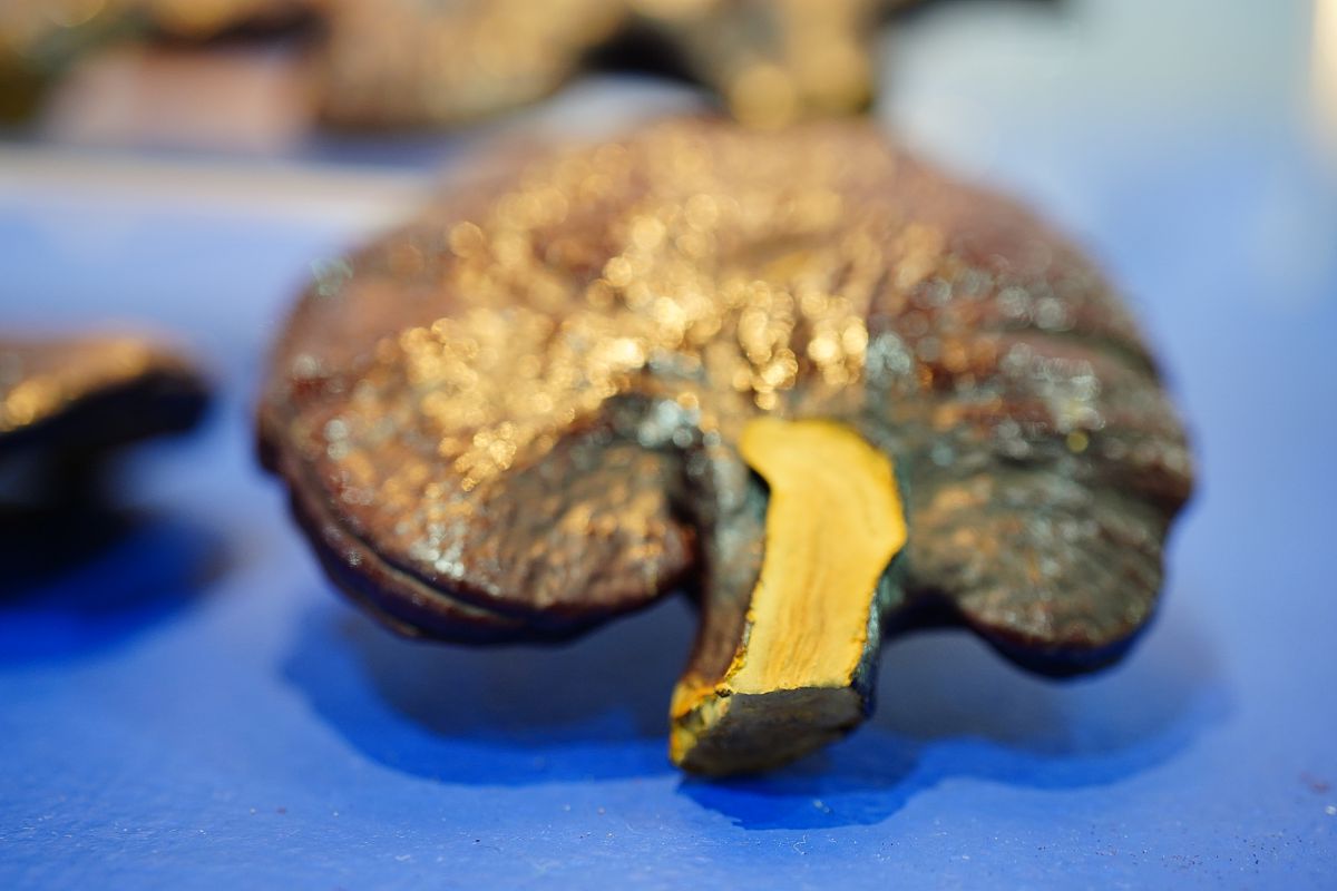 灵芝袍子粉功效