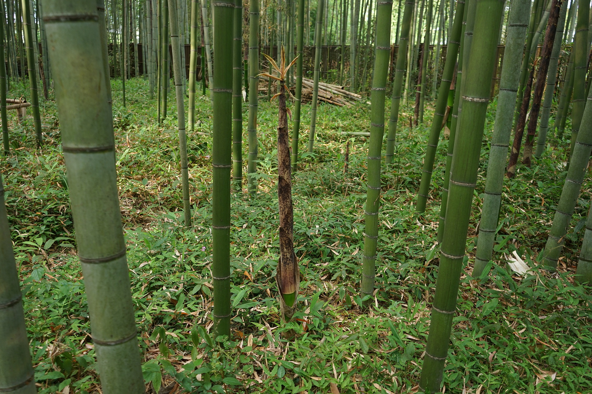 arashiyama bamboo grove, kyoto, japan