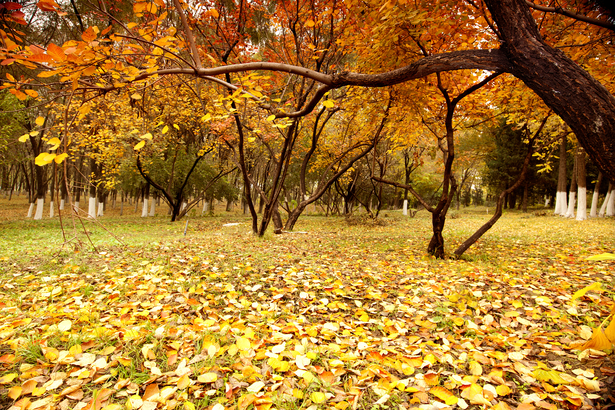秋雨的五彩画卷：银杏黄、枫叶红、湖水蓝、草地绿