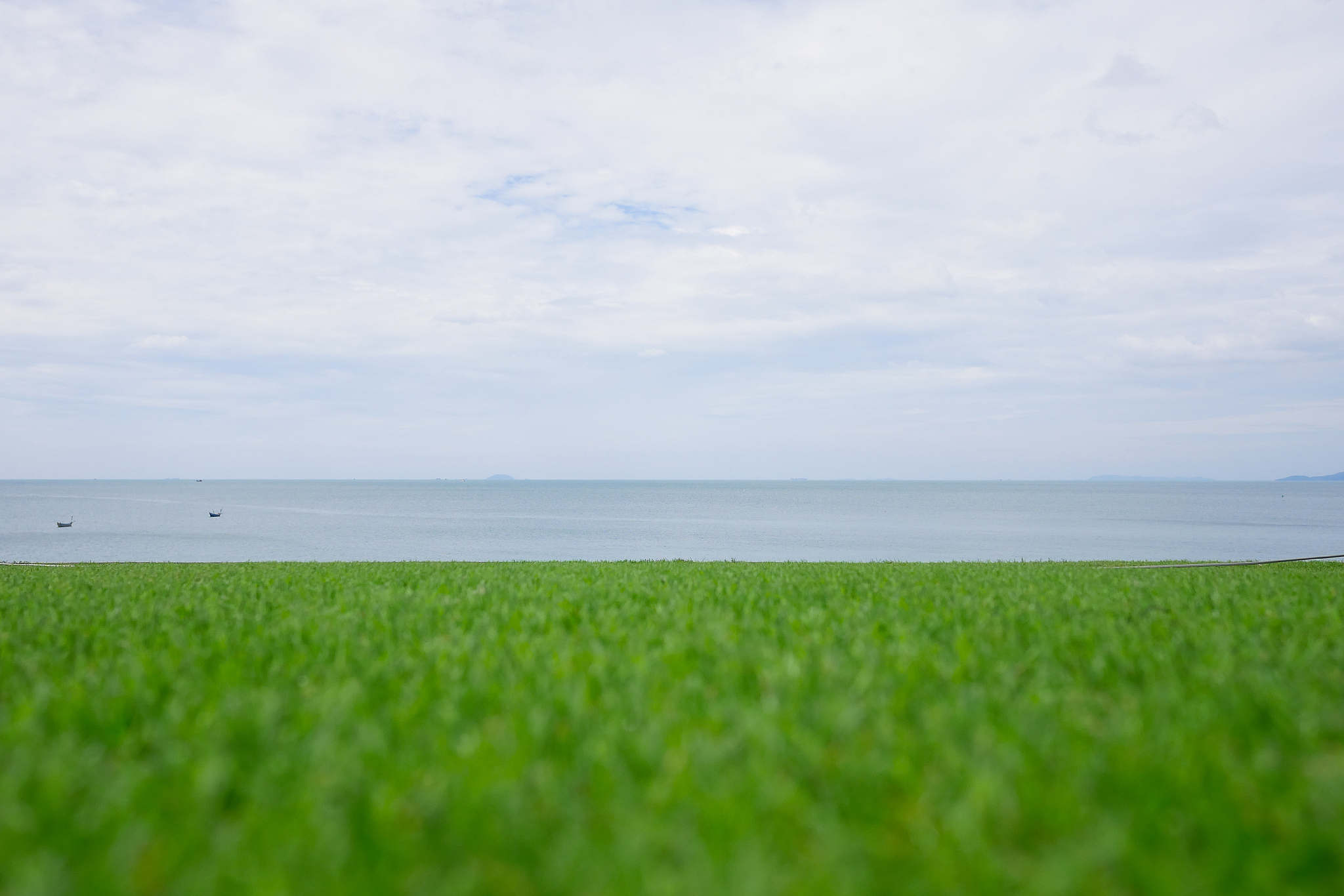 '绿绿海水任他游，大地草原是我家'  猜一生肖 - 准确答案